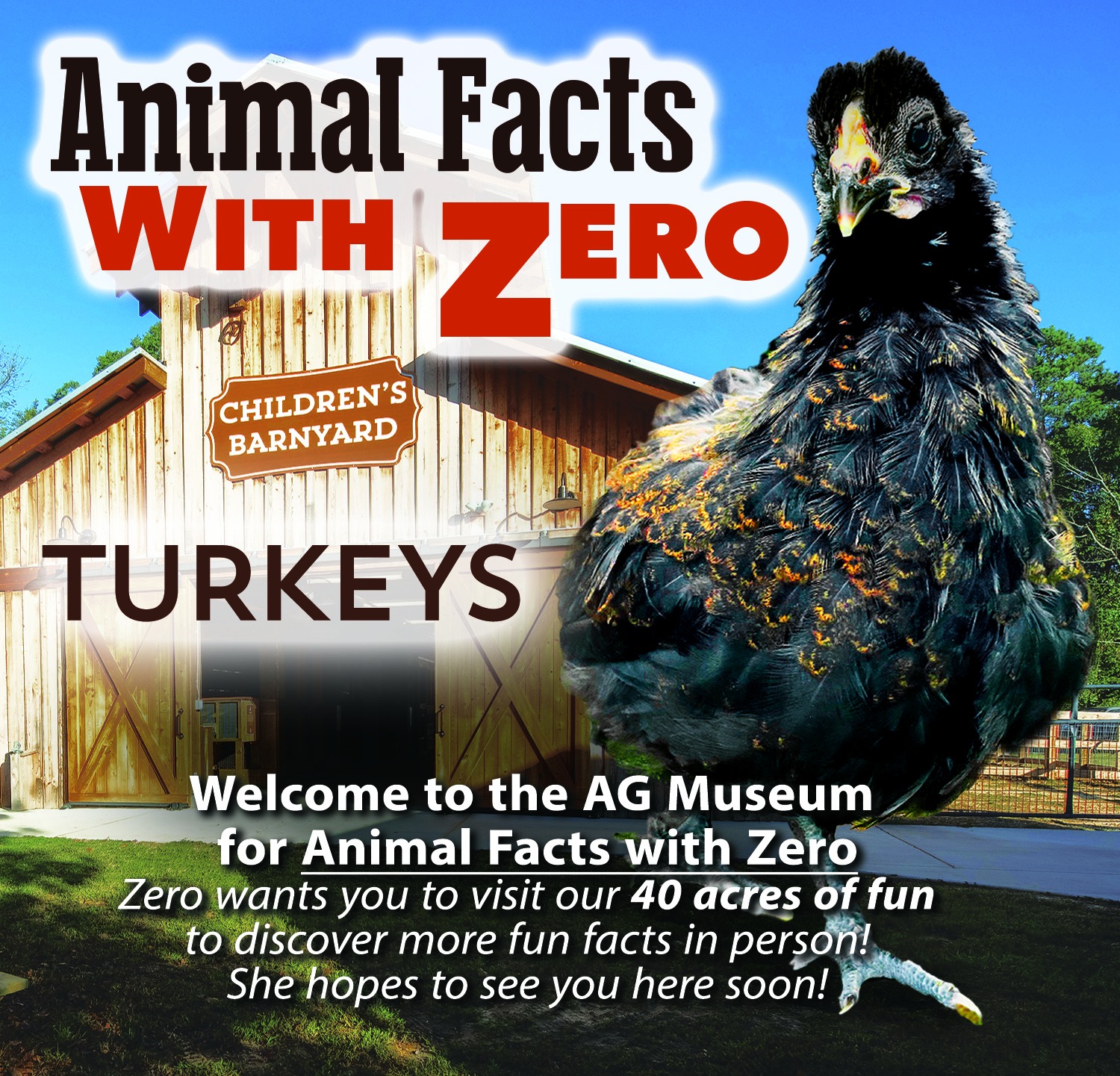 Mississippi - Animal Facts - Turkeys Drillbit, one of our resident ...