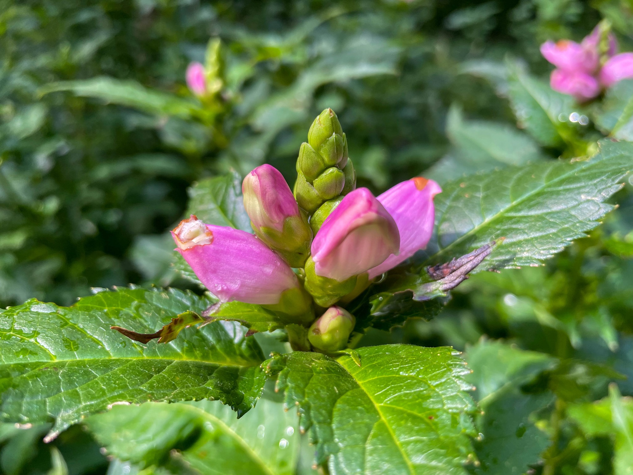 Lauritzen - If you're strolling by the Founders' Garden, keep an eye ...