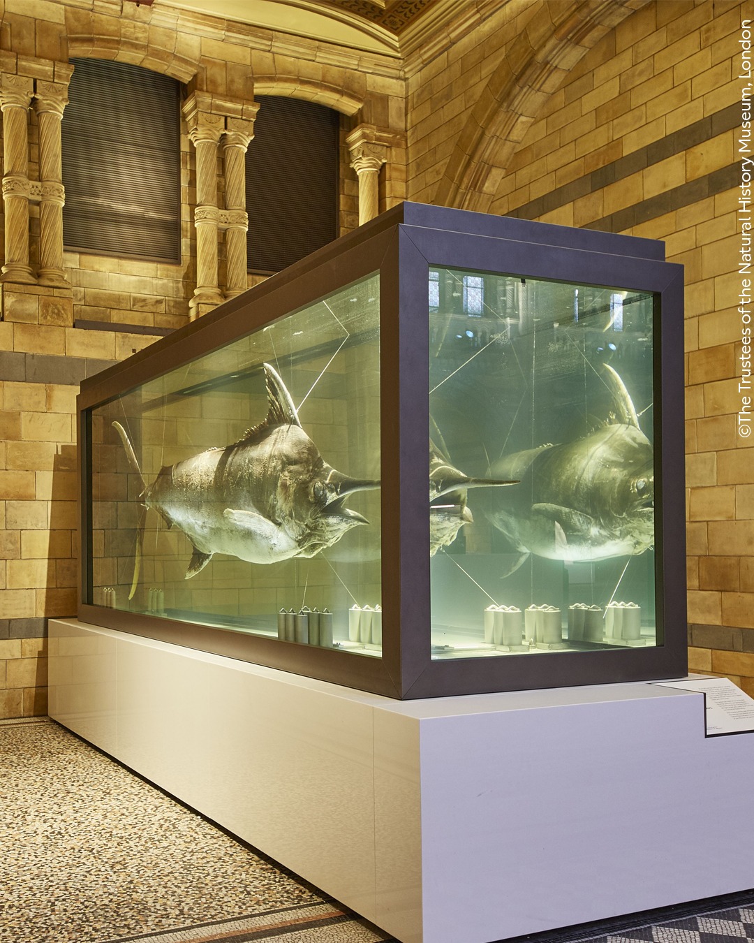 Natural History Museum,... - Natural History Museum, London