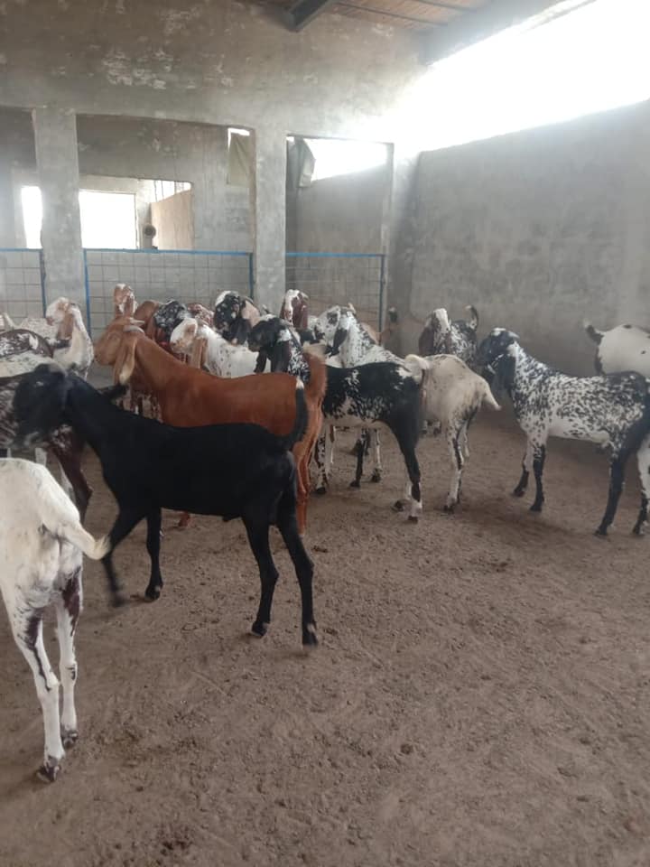 Hatching Factory