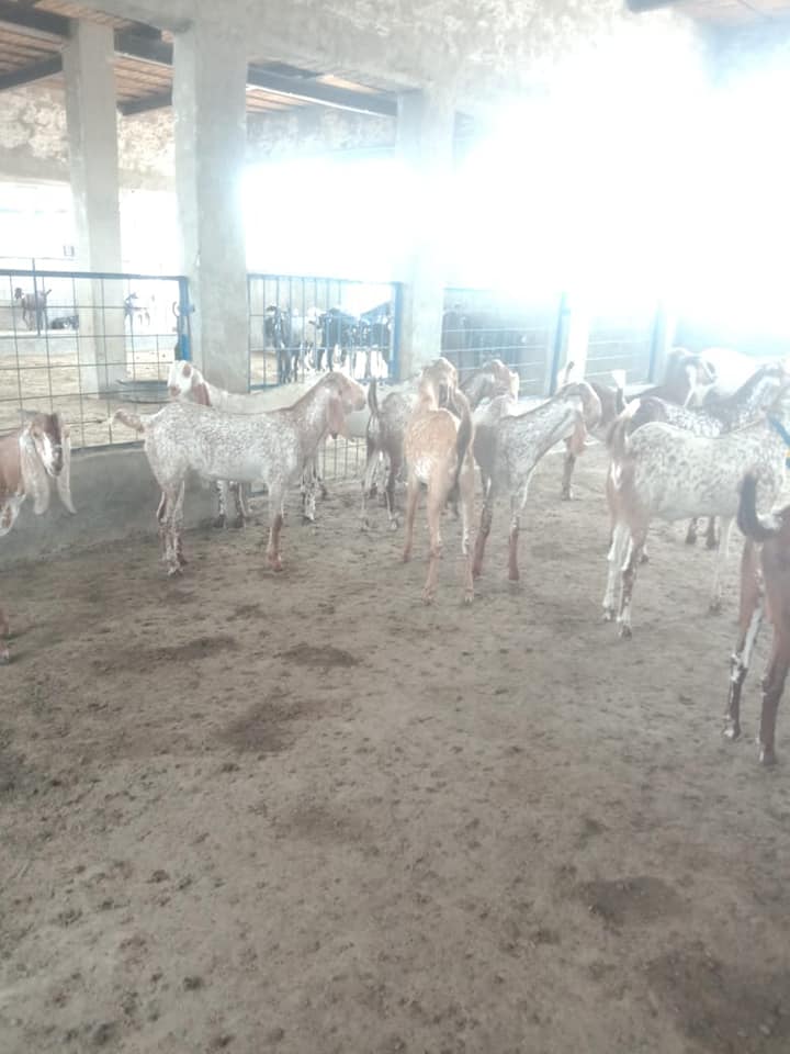 Hatching Factory
