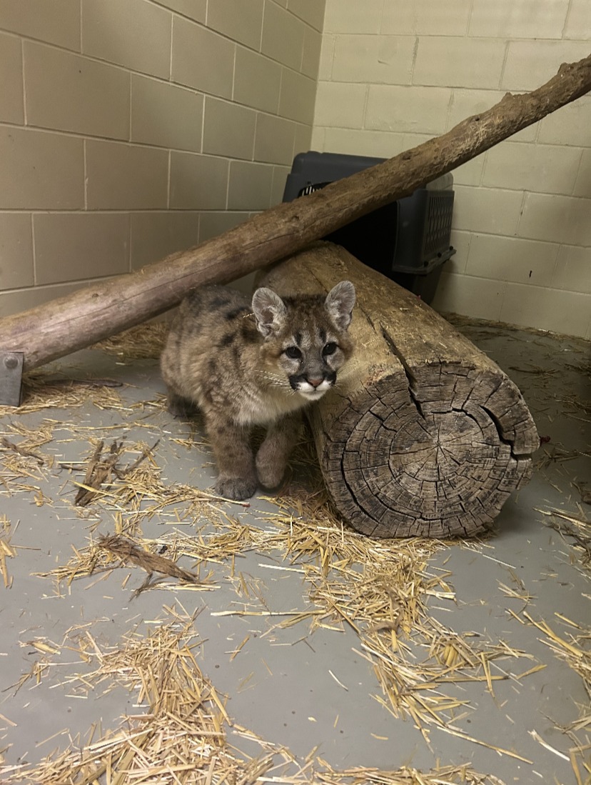 Riverside Discovery Center - The Cat's out the Bag! We are pleased to ...