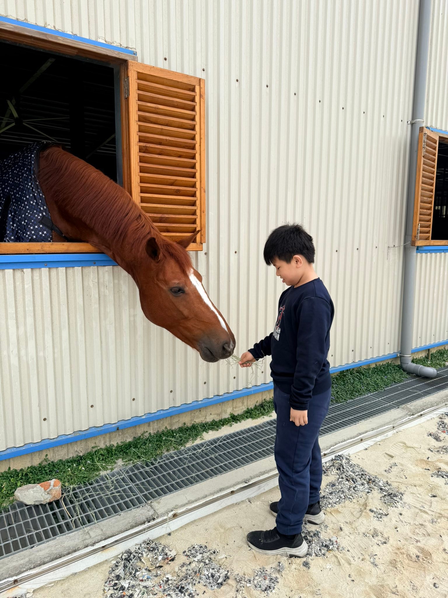 天星馬術指導中心Sky Star Equestrian Center
