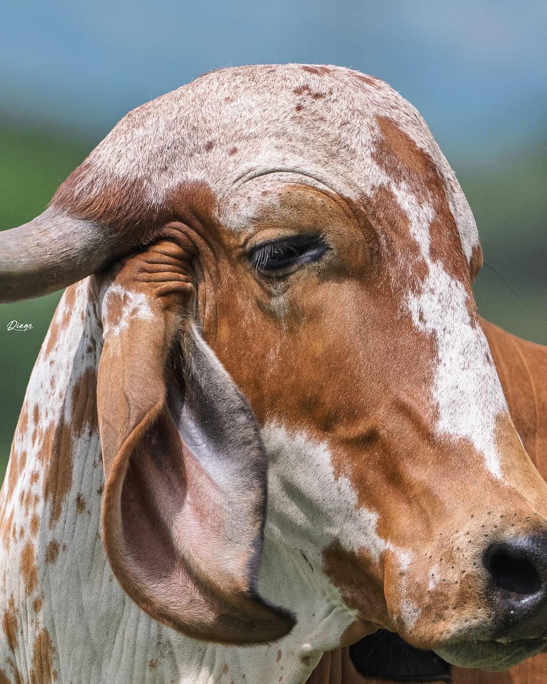Zootecnia - El ganado Gyr es una raza originaria de la India, conocida ...