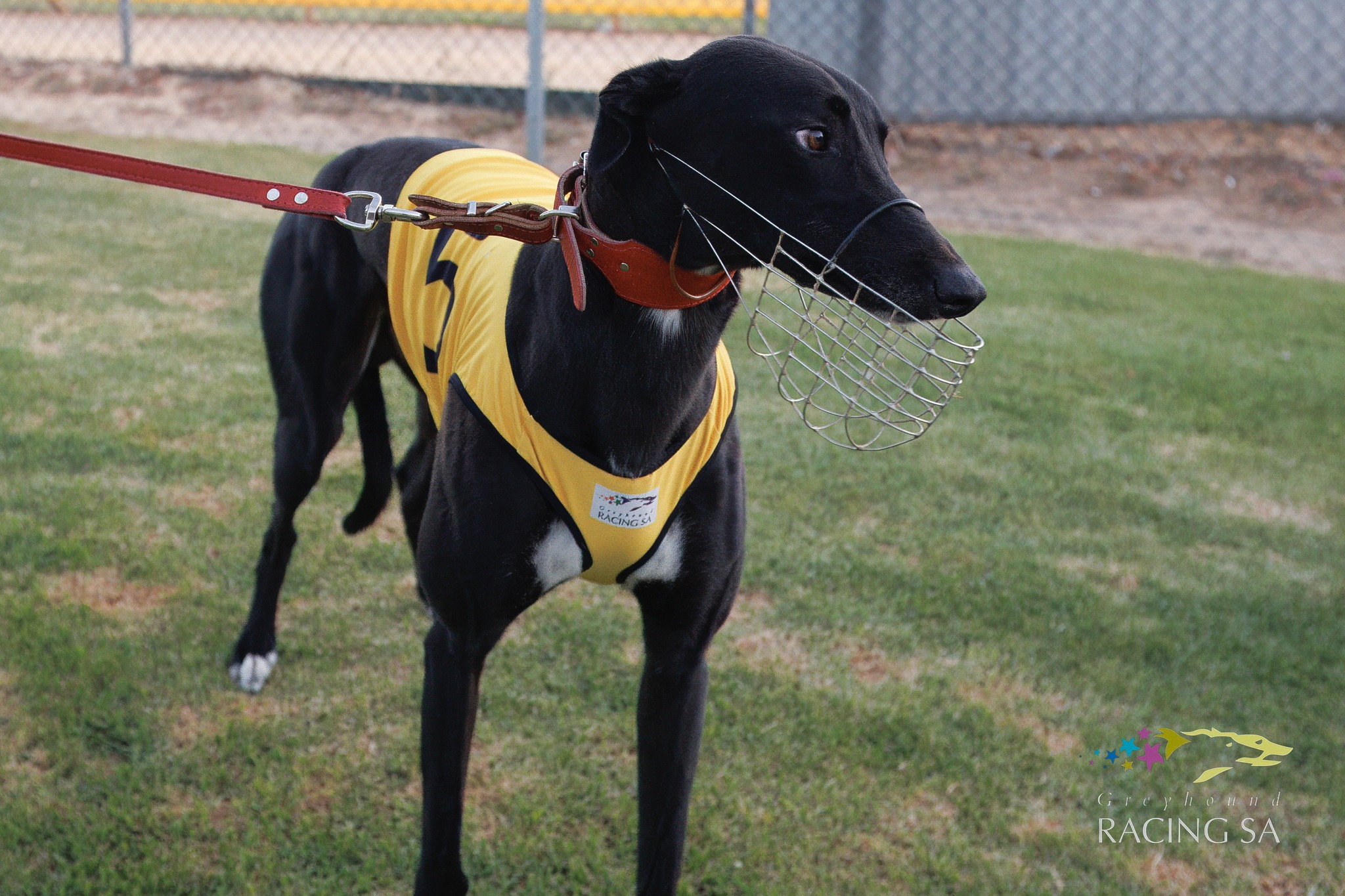 Greyhound Racing South Australia | Adelaide SA