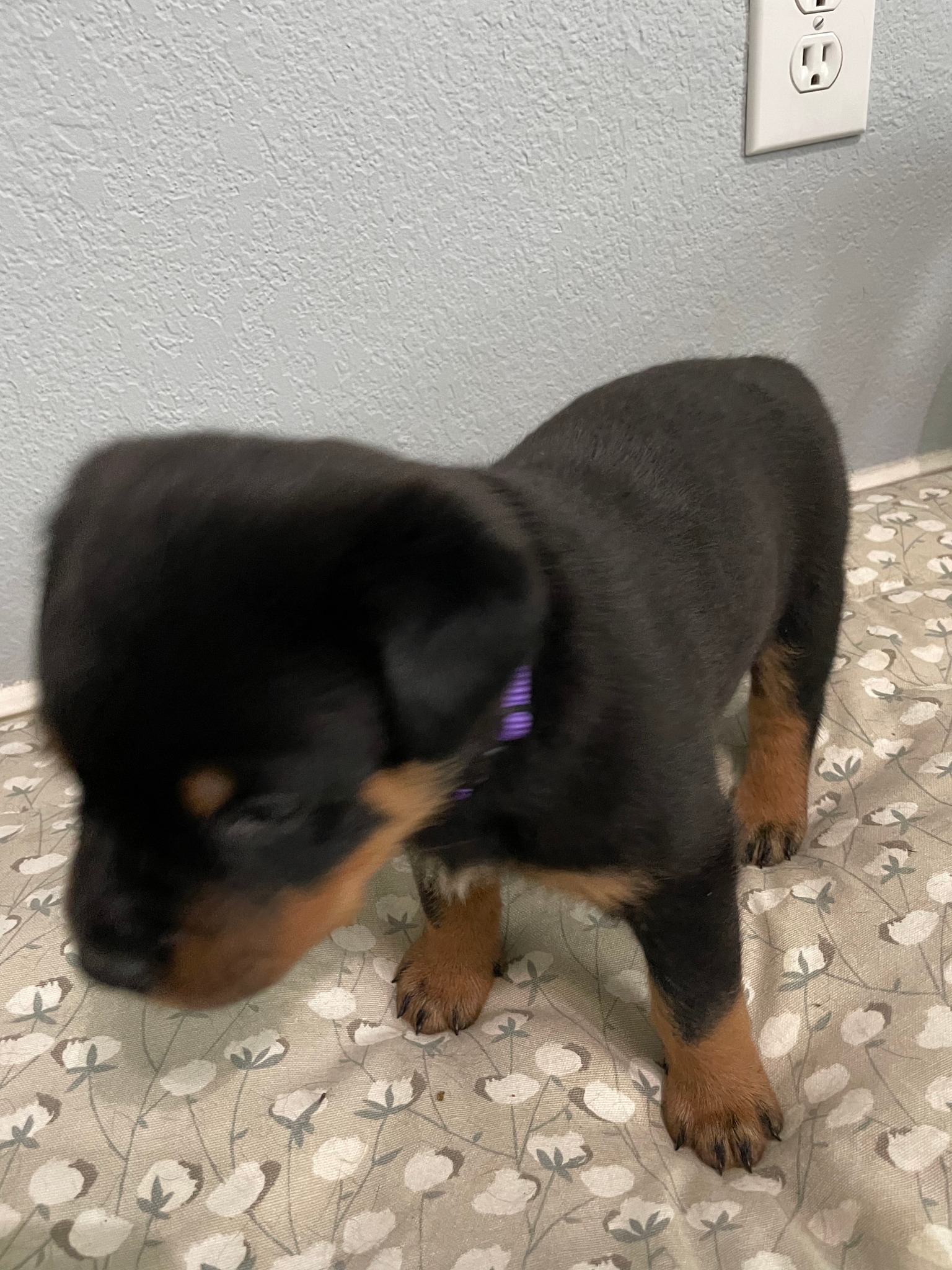 Texas King Rottweilers added a... - Texas King Rottweilers