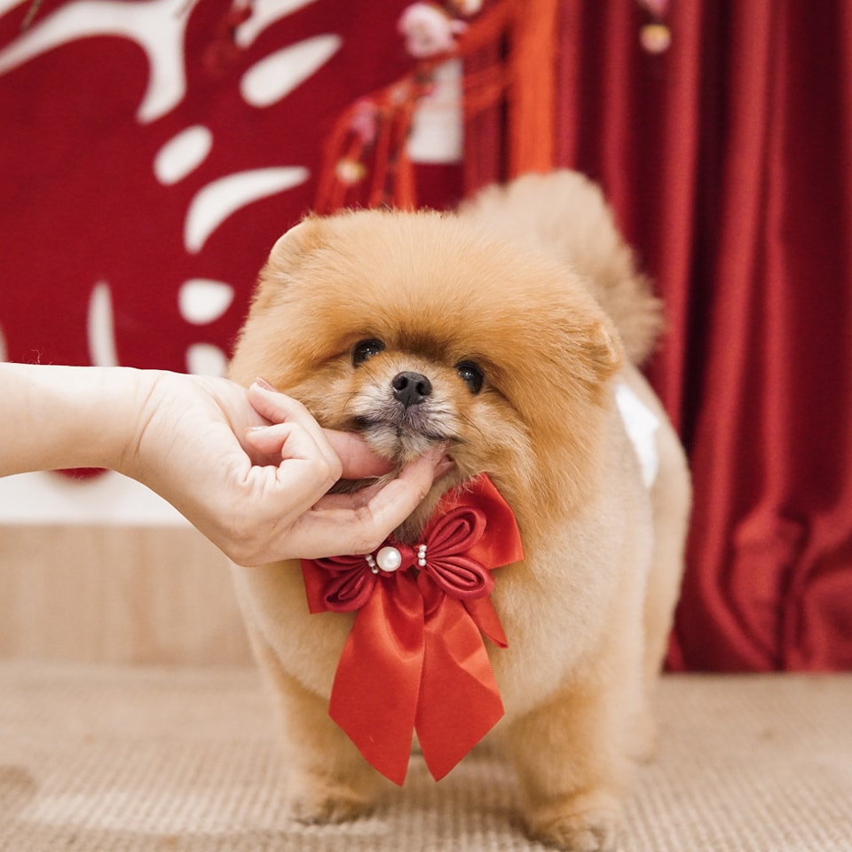 The Fox Butler Pet Lifestyle Store | Bayan Lepas