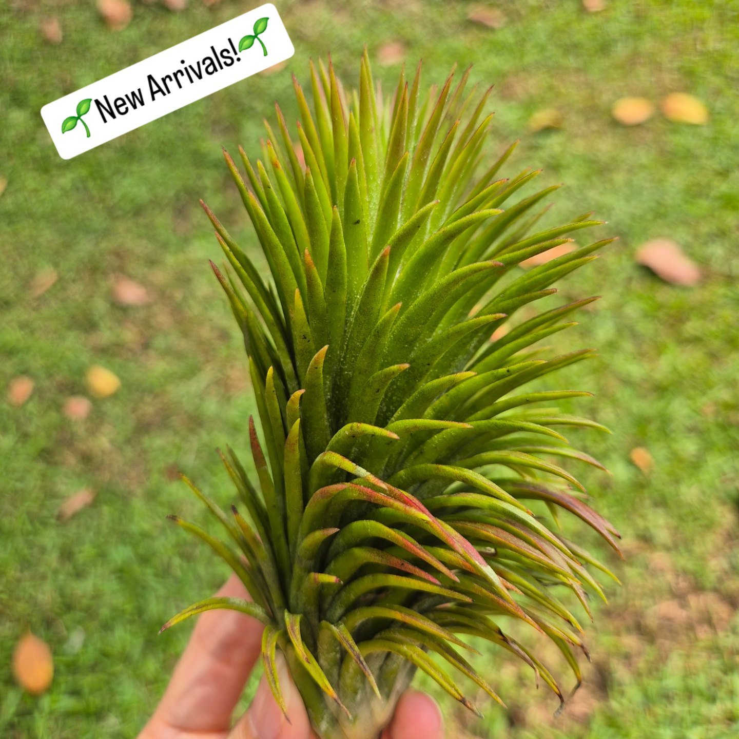 ✨️🌿New Arrivals!🌿✨️ 🌱Ionantha Monkey Tail 🌱Ionantha Hand