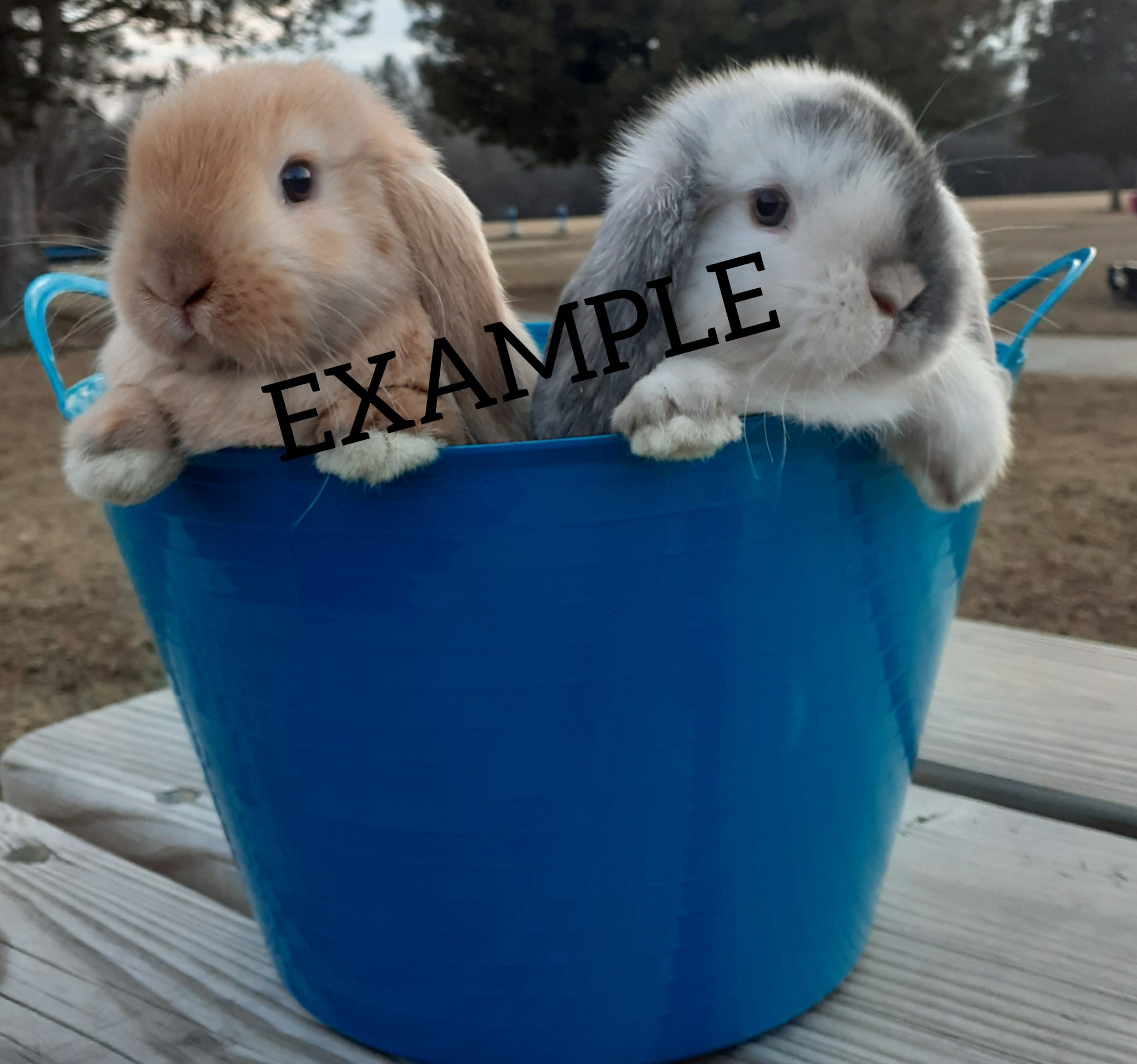 Blueberry Ridge Lops