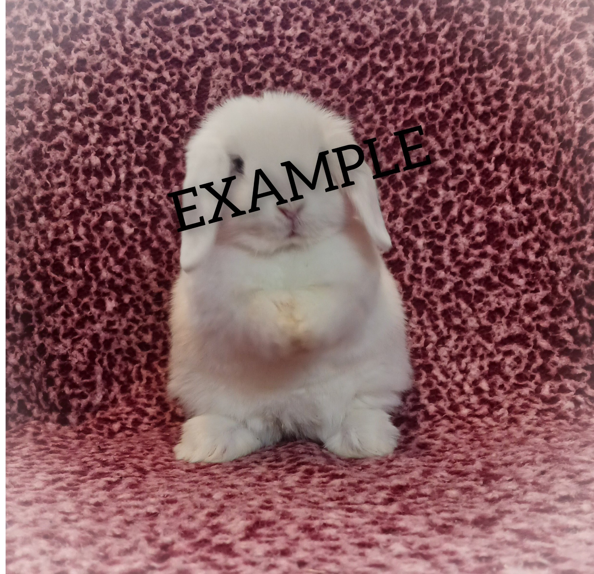 Blueberry Ridge Lops