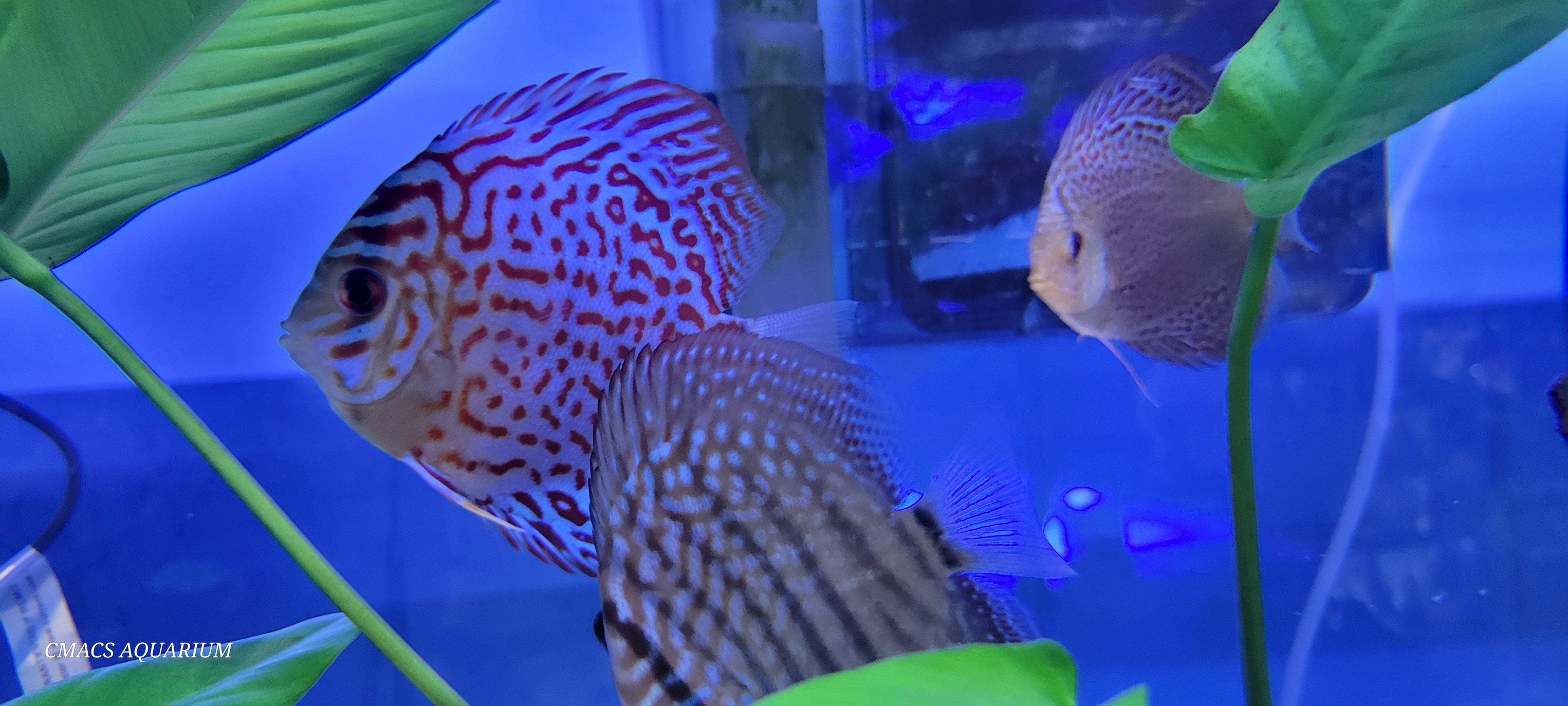 C-Macs - Freshwater fish 3/21/25 Tetras / danios / rasboras ...