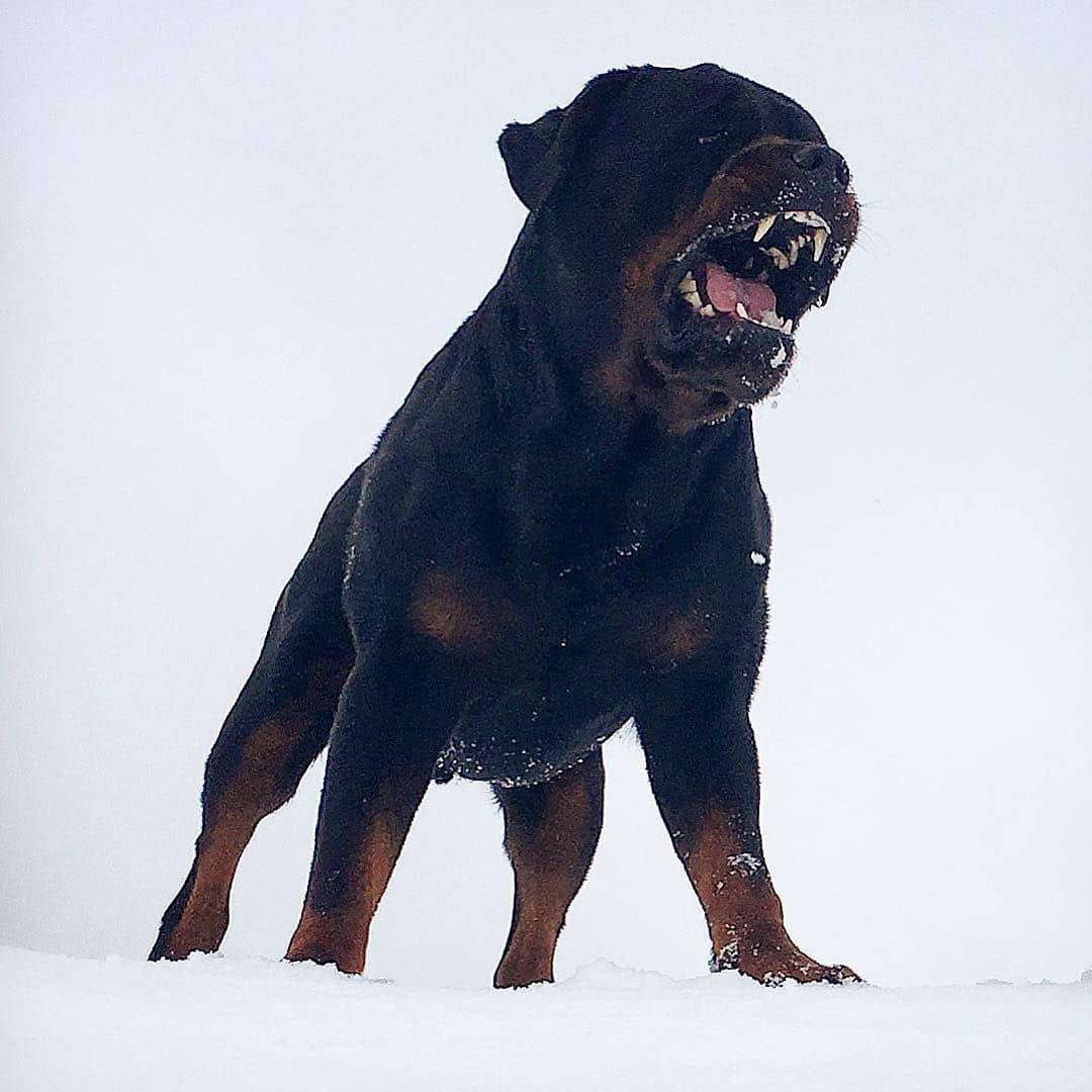 Rottweiler - love as fierce as the winter storm! ️ ️ Behind all that ...