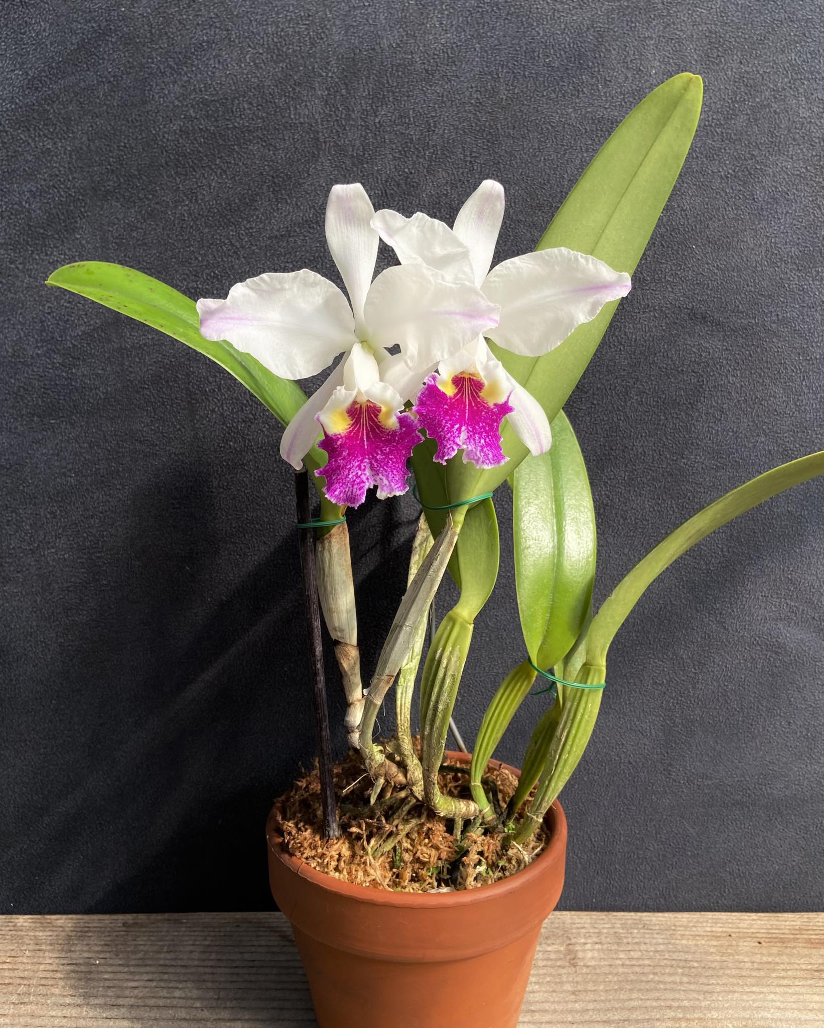 C Warscewiczii 'F.M.B.' orchid stud