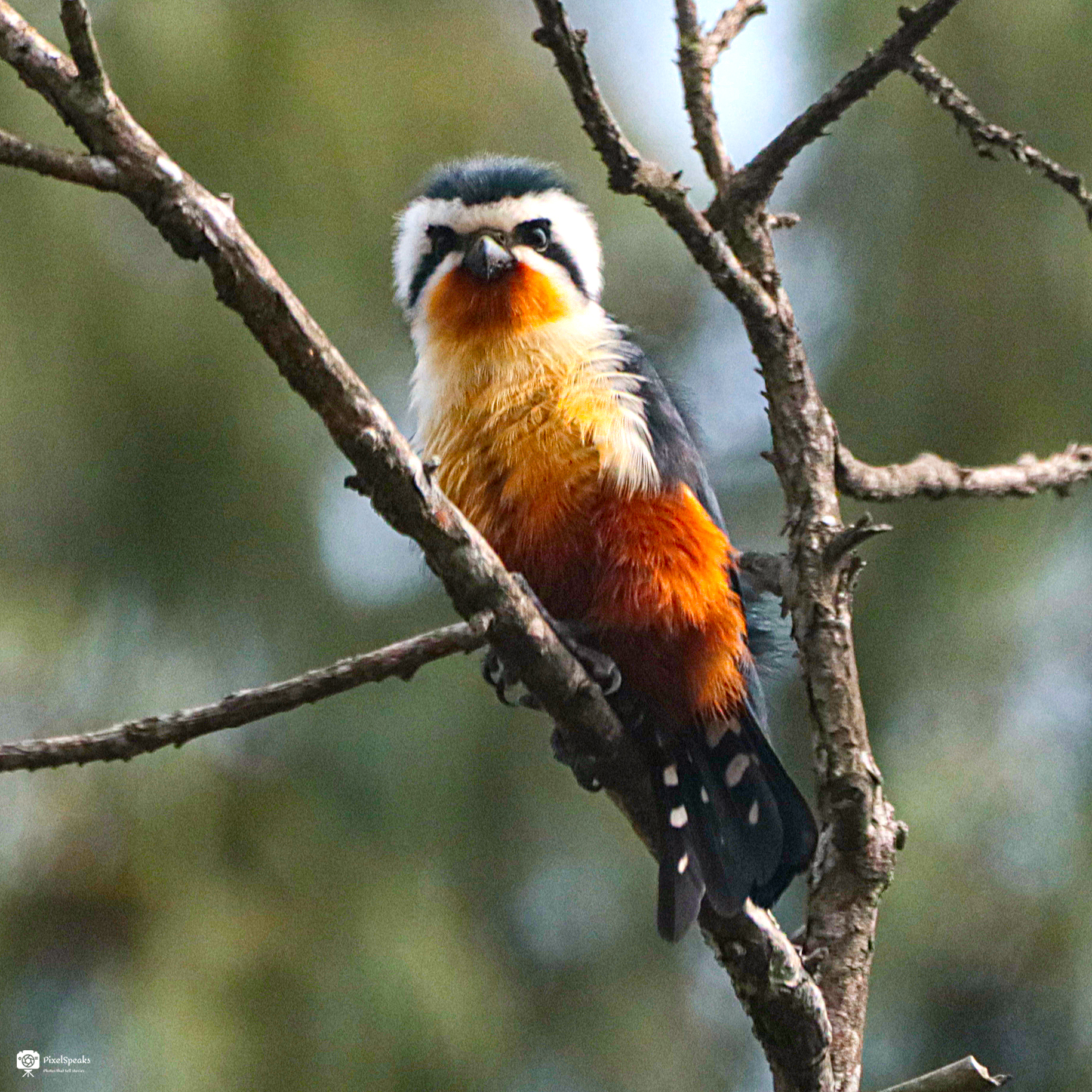 The World’s Smallest Raptor in... - PixelSpeaks Photography | Facebook