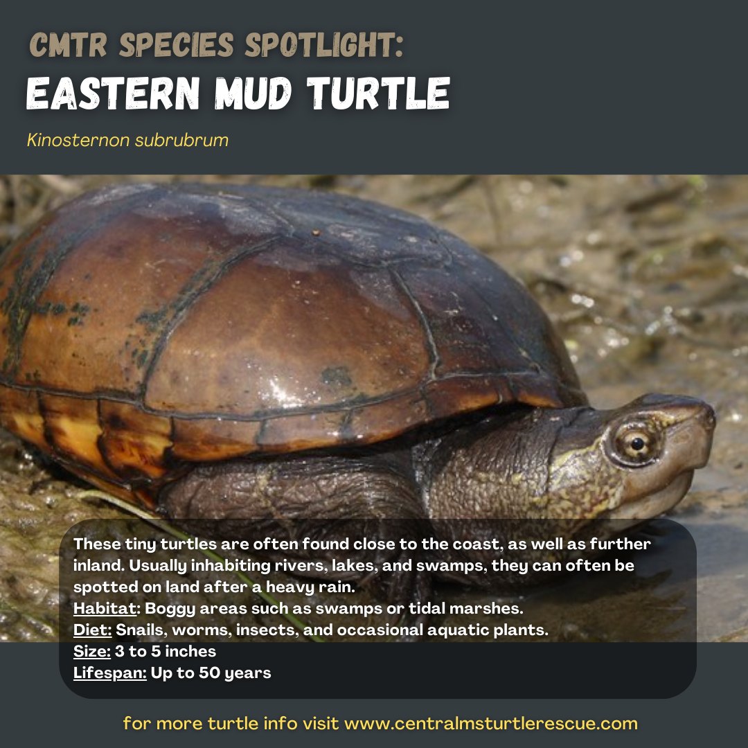 Central MS Turtle Rescue added... - Central MS Turtle Rescue