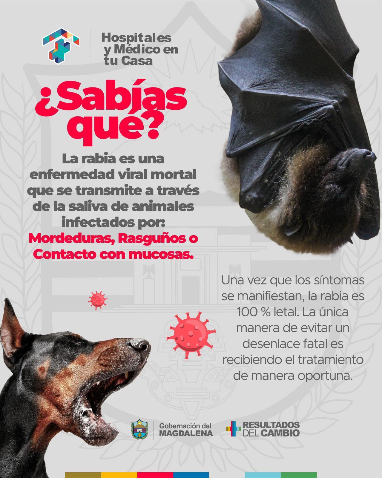 E.S.E - La rabia es una enfermedad viral mortal que se transmite a ...