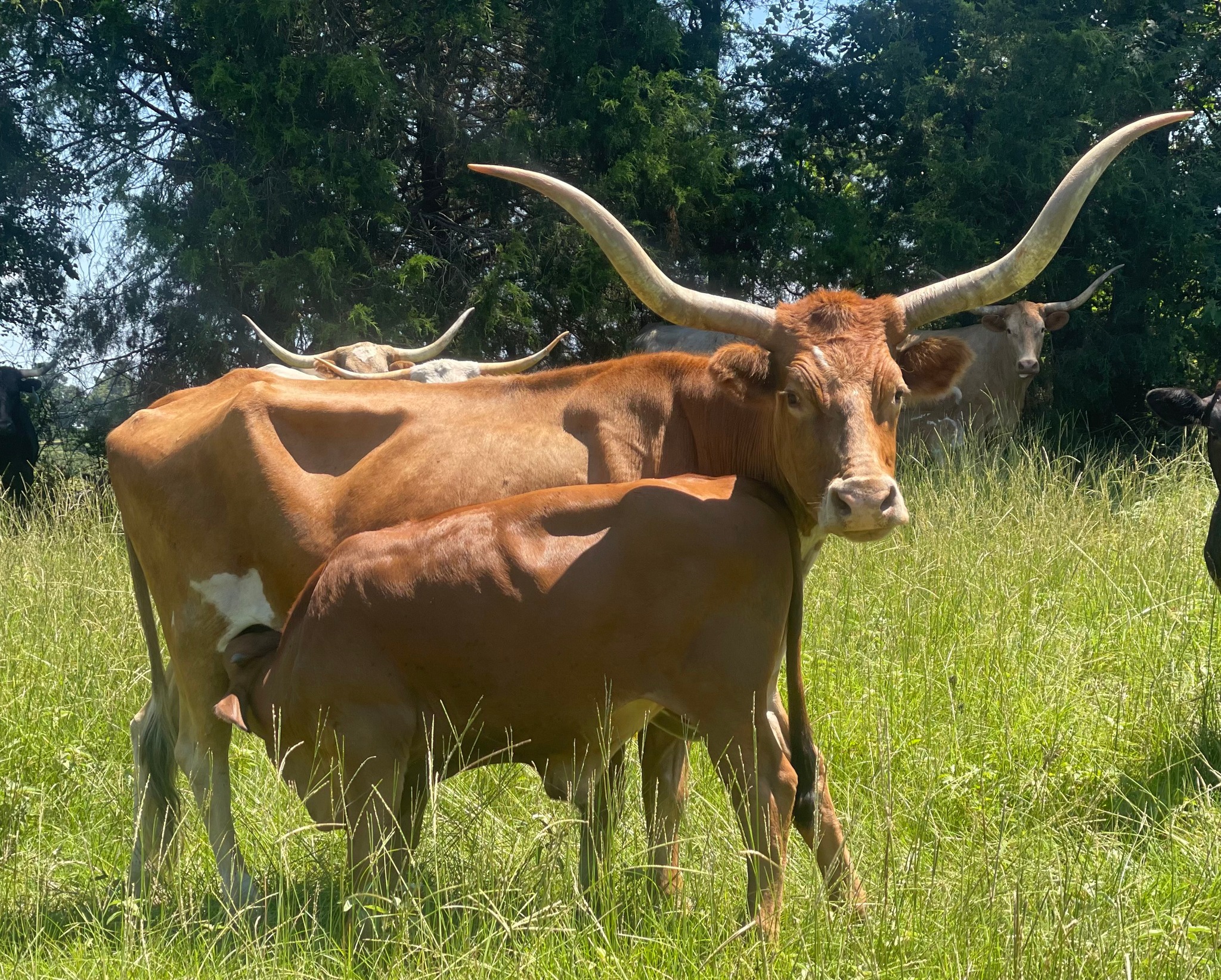 Texas Longhorn Cattle for Sale