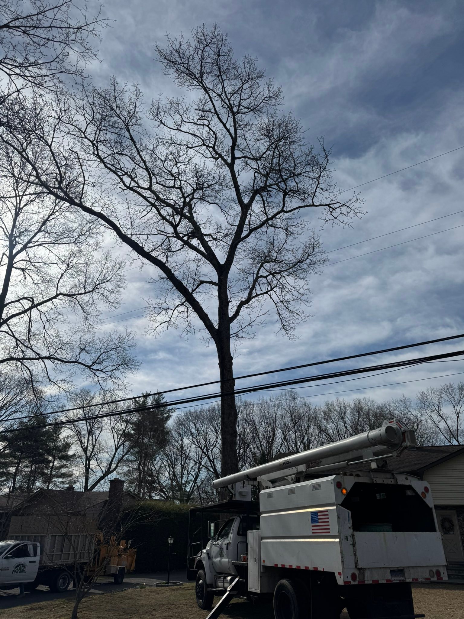 Pine Ridge Tree &... - Pine Ridge Tree & Excavation CT