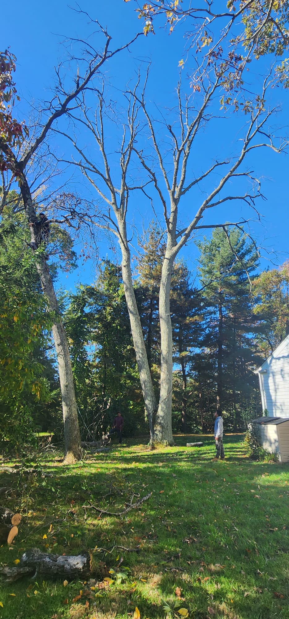 Alex Tree Services