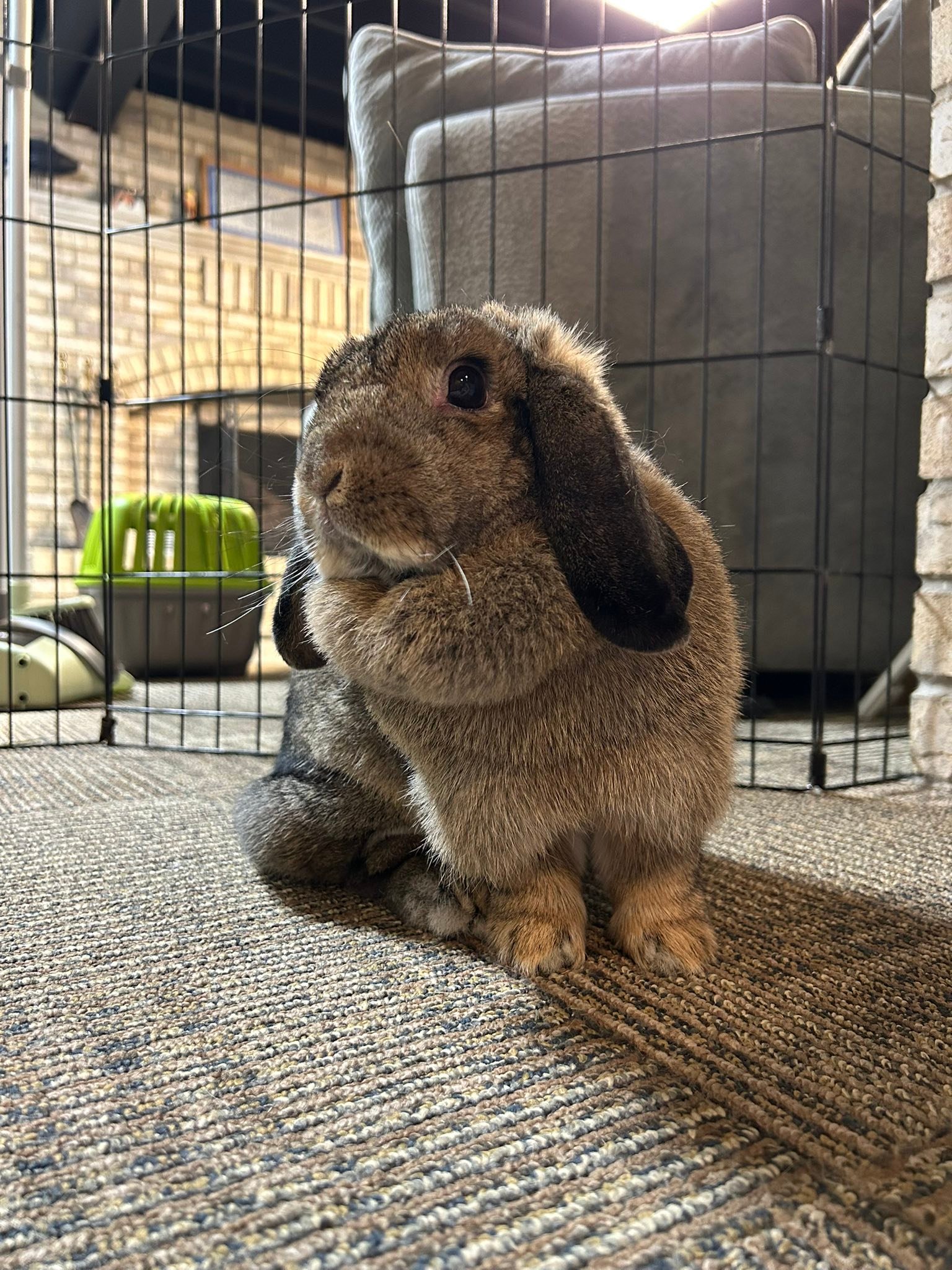 Happy Friday! Rory here... - House Rabbit Society of Chicago | Facebook