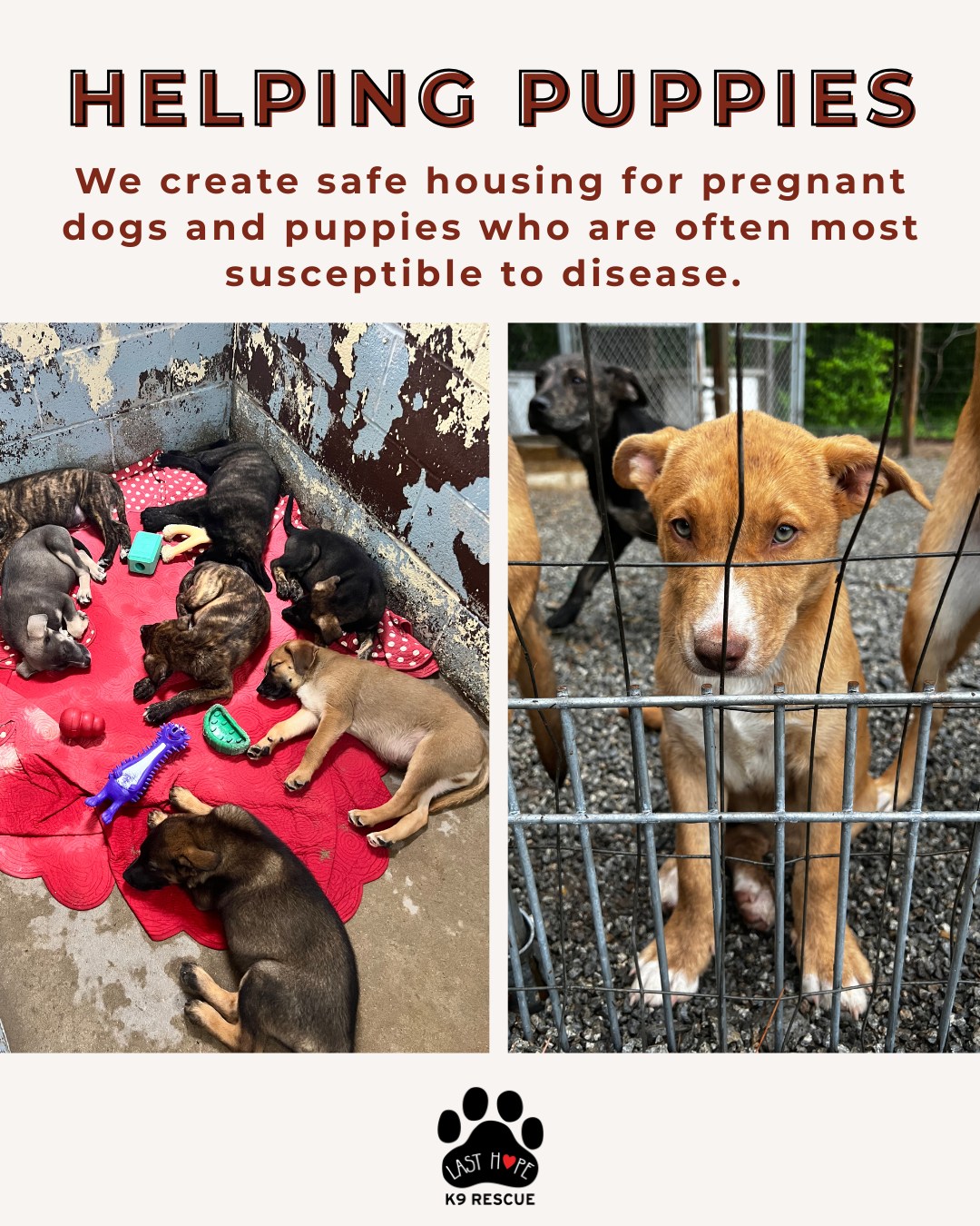 Last Hope K9 Rescue | Boston MA