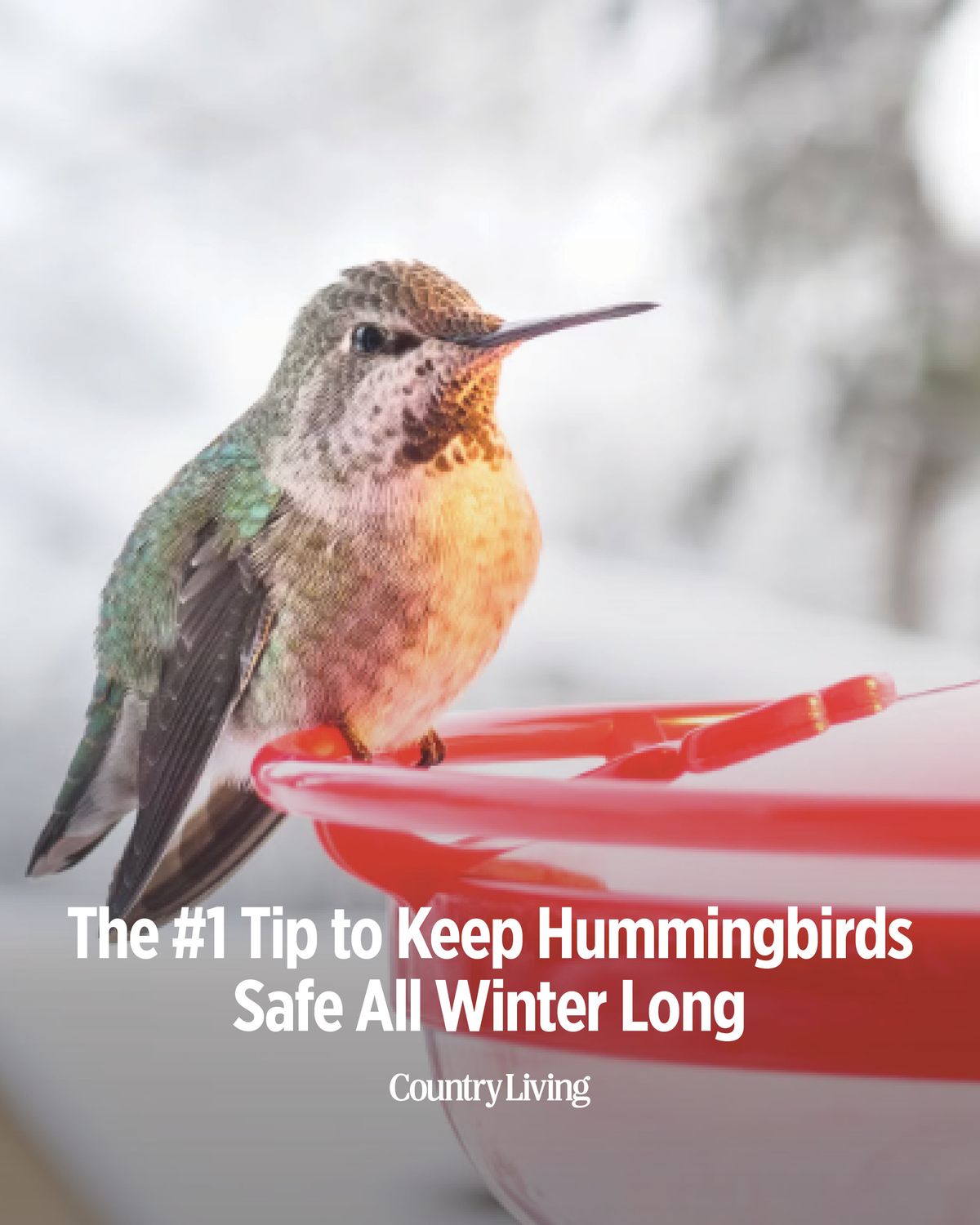 Think all hummingbirds migrate... - Country Living Magazine | Facebook