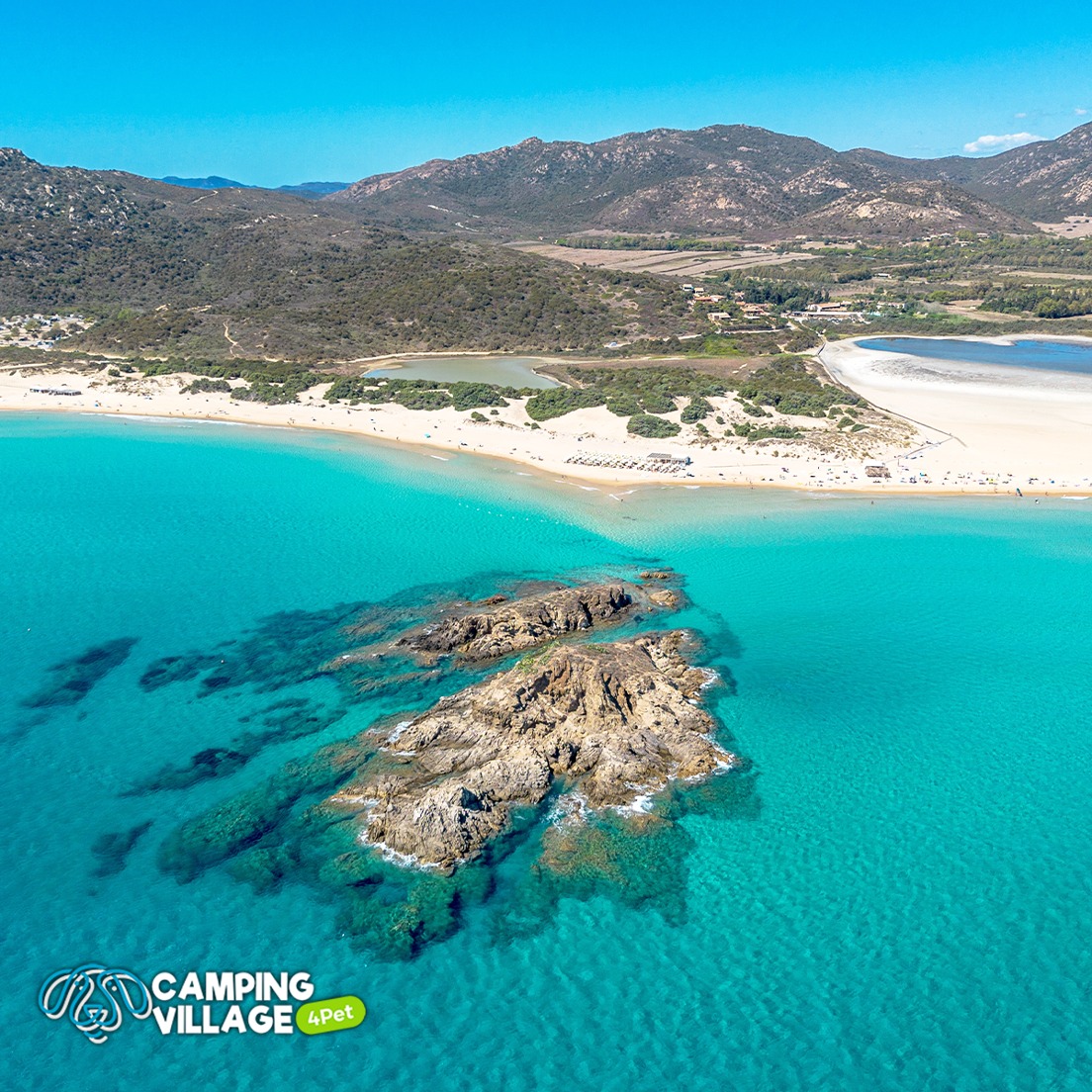 🏝 Hai mai visto il tuo cane felice in riva al mare? In Sardegna succede ...