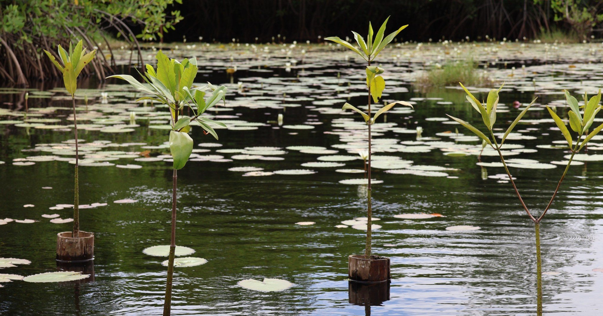 Common Trees of Guatemala - Árboles Comunes de Guatemala