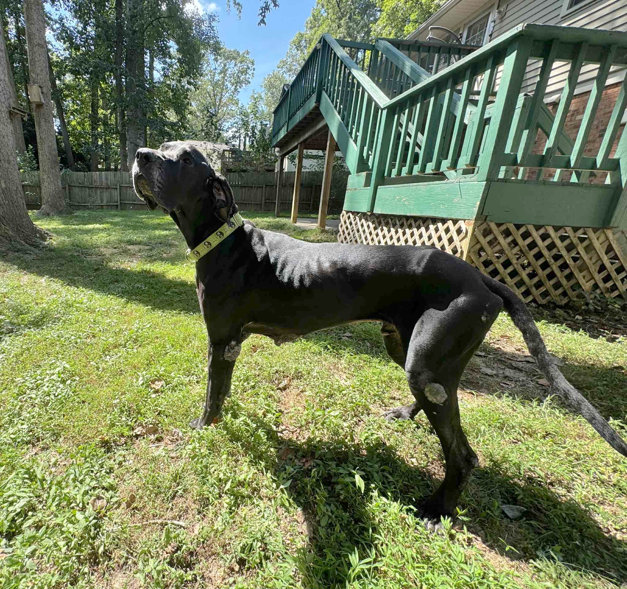 Great Dane Friends of... - Great Dane Friends of Ruff Love