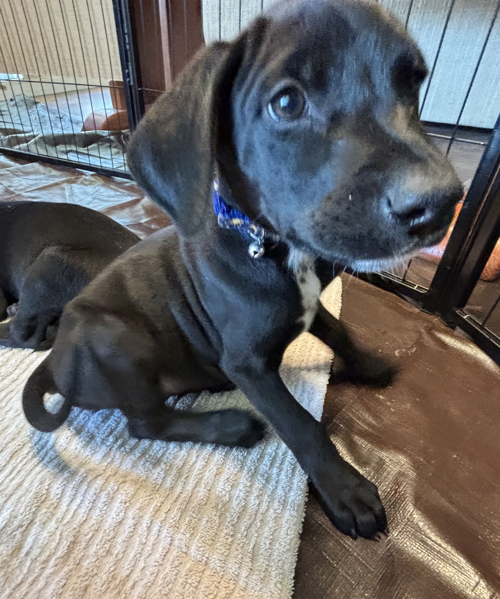 Golden Gate... - Golden Gate Labrador Retriever Rescue