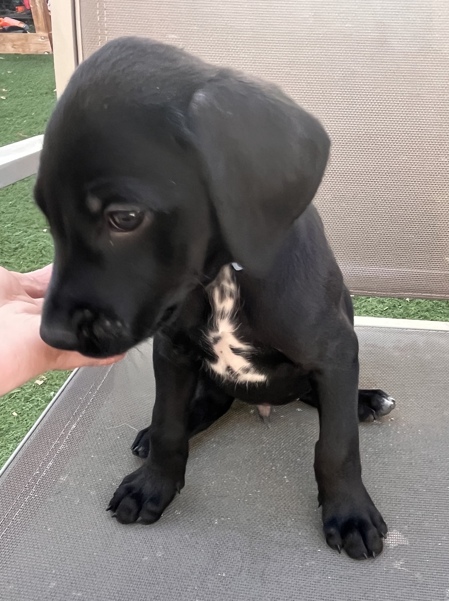 Golden Gate... - Golden Gate Labrador Retriever Rescue