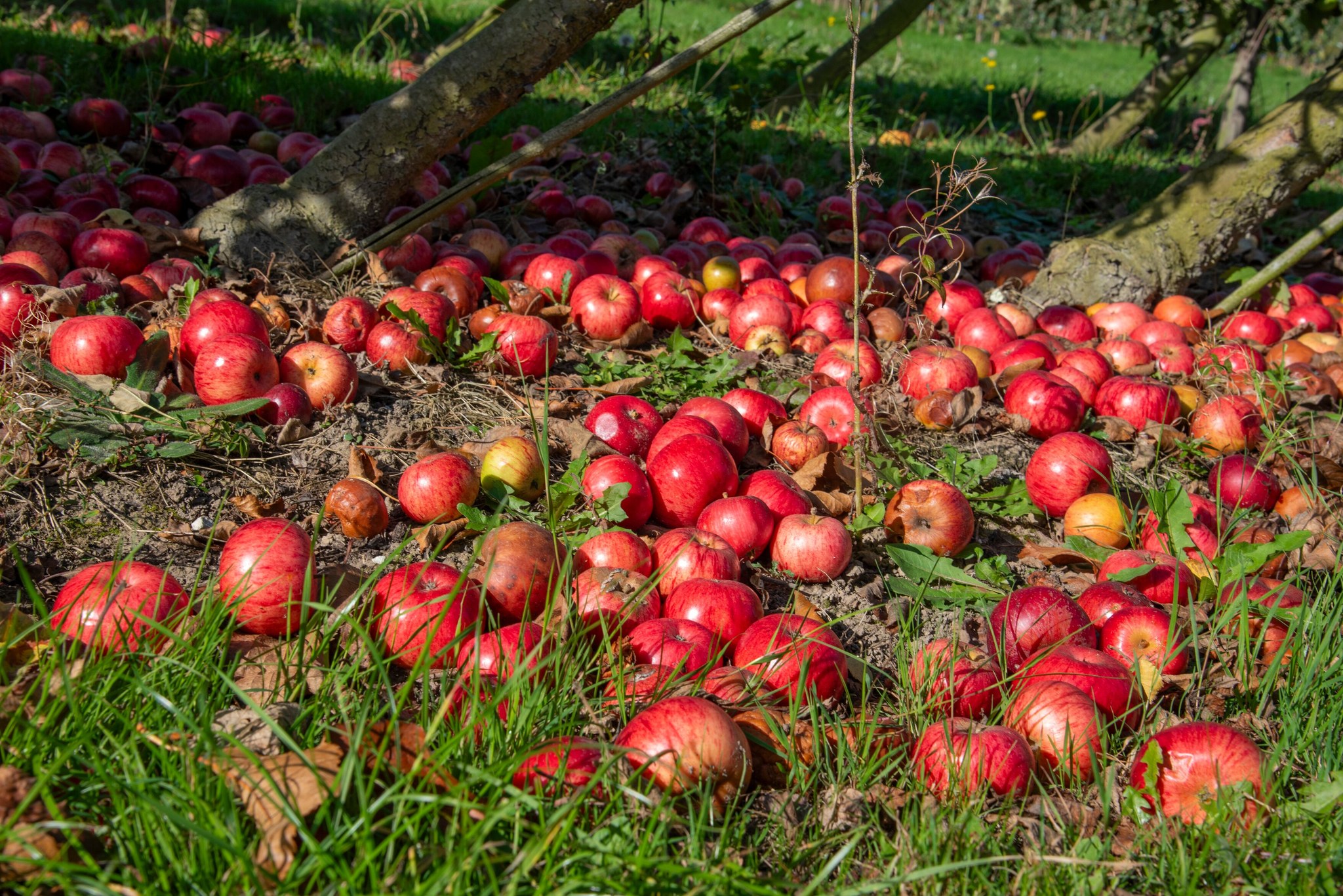 If your apples have... - RHS - Royal Horticultural Society | Facebook