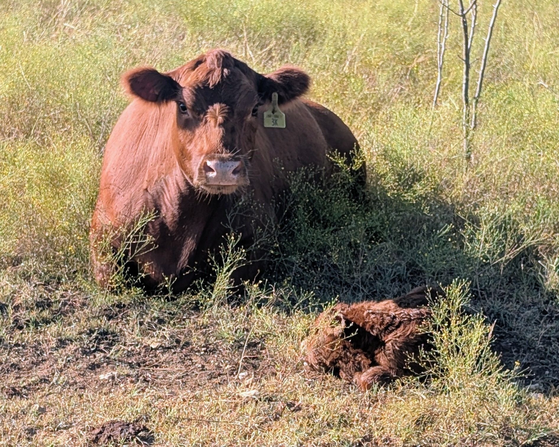 JBarT Livestock - EZ Premier 62P - AI Sire of 