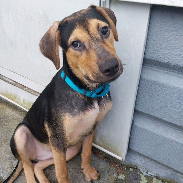 Here are some of our other... - Sandy Paws Rescue Inc. | Facebook