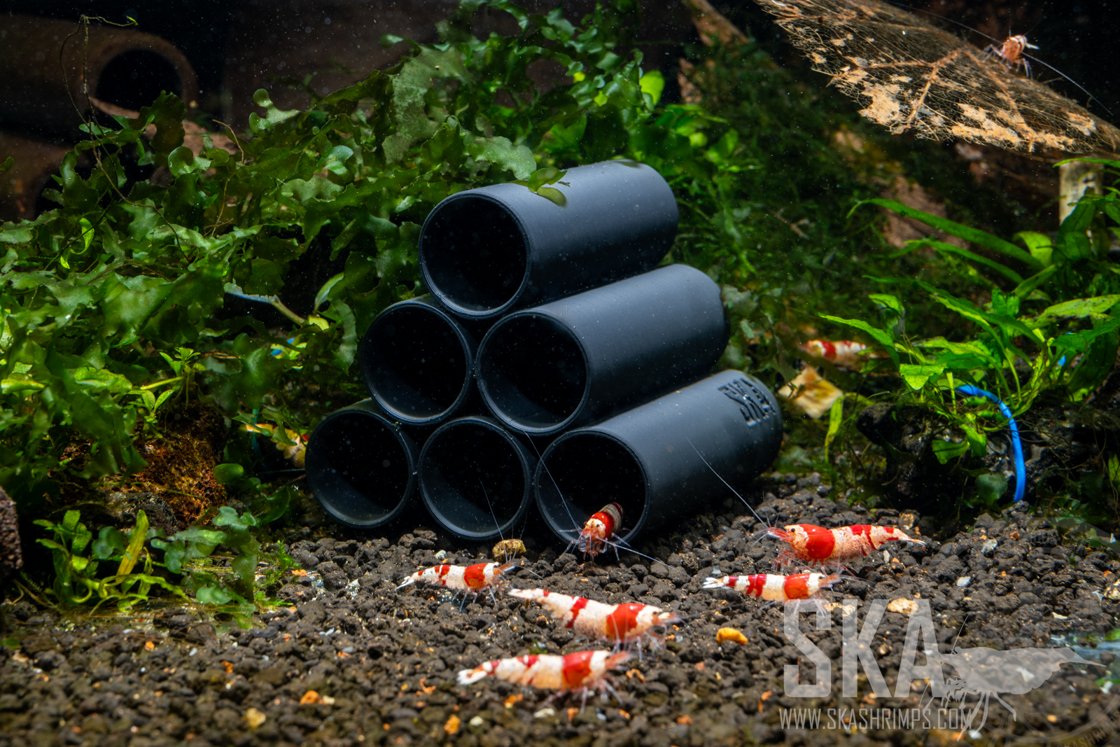 SKA Shrimps & Nature Aquariums
