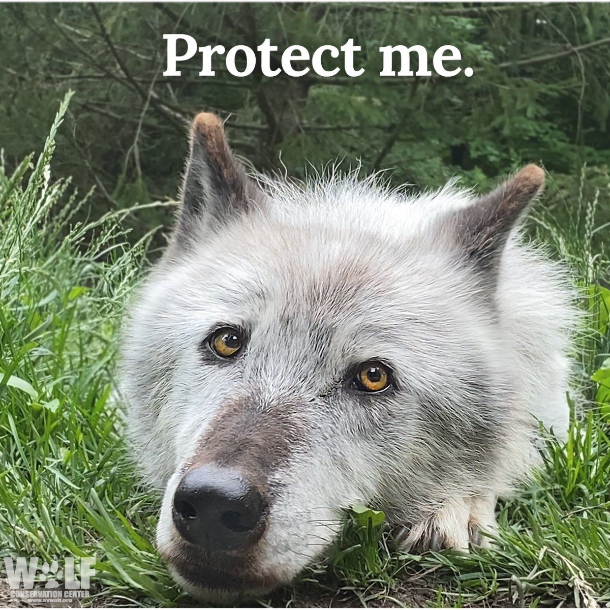 World - 🌿🌿August 13th - International Wolf Day🌿🌿 Did you know.....🐺 ...