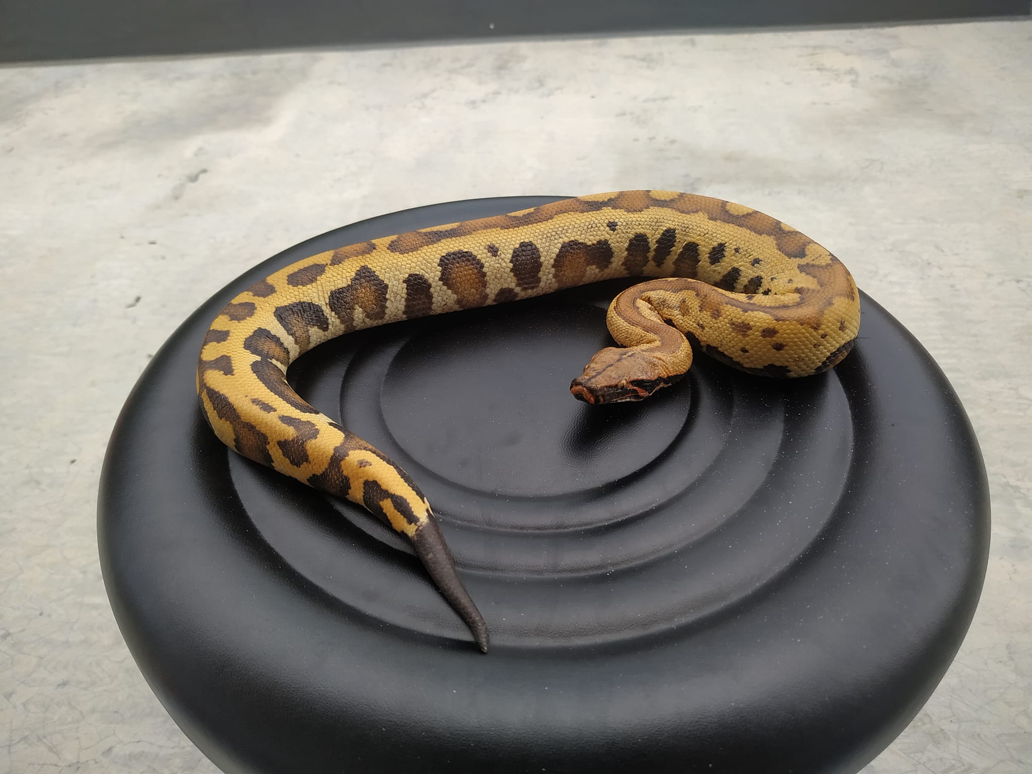 BLOOD AND SHORT-TAIL PYTHONS MORPH | is it aesthetic? 😅 | Facebook