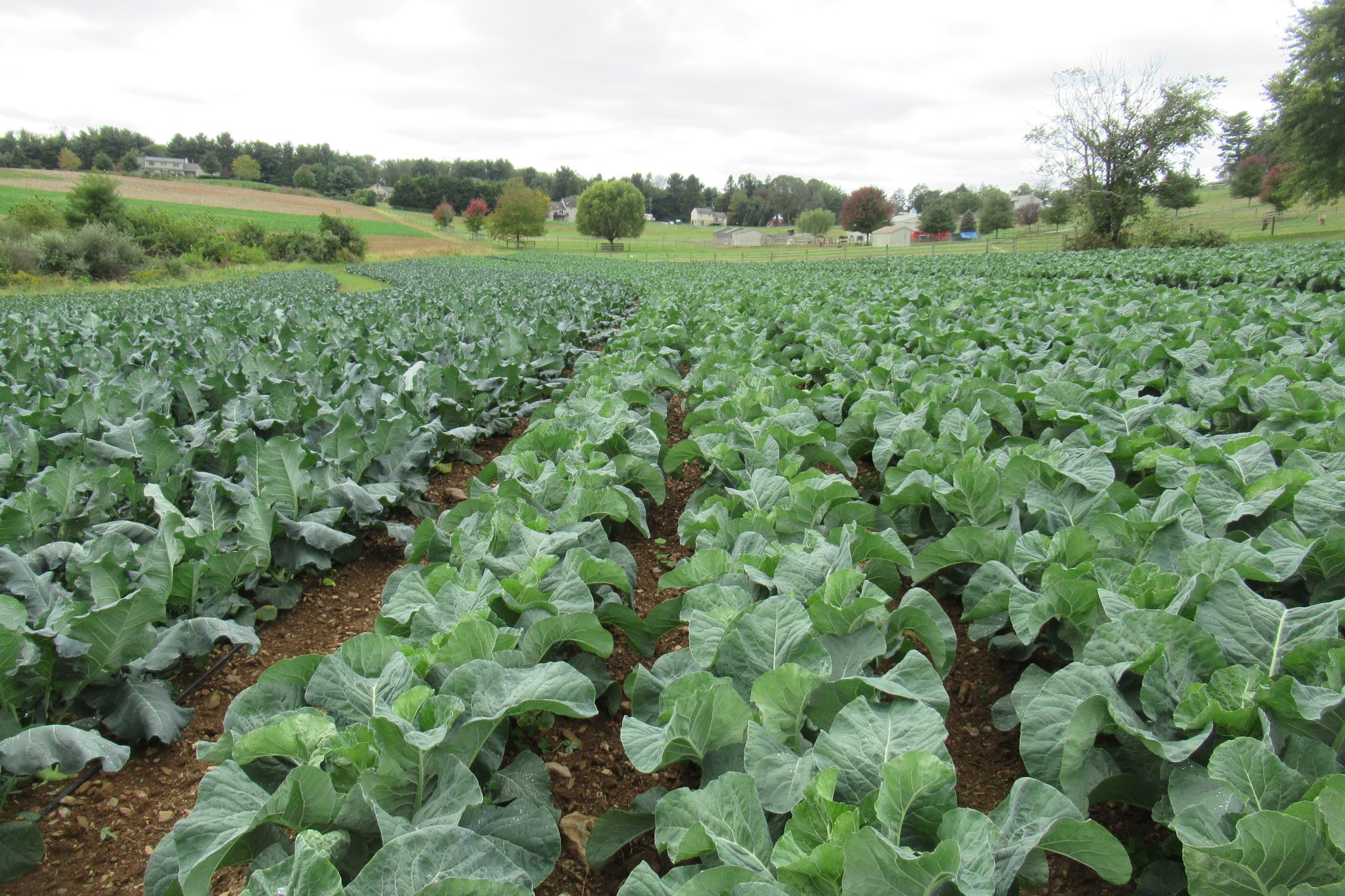 Keystone Bio-Ag