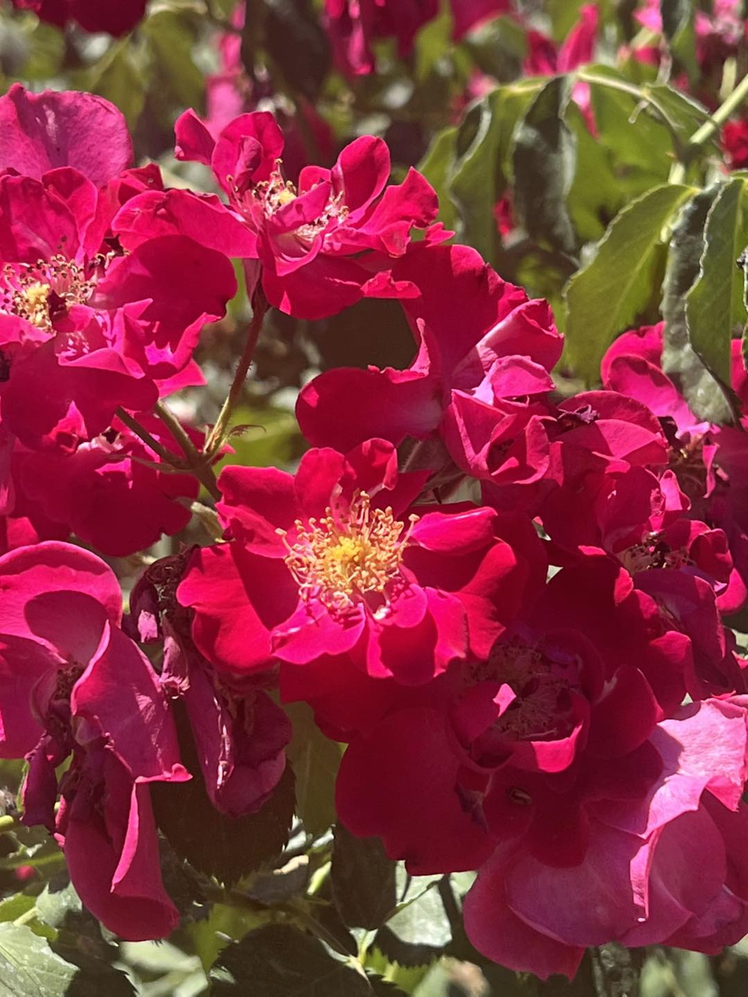 Heritage Roses in... - Heritage Roses in Australia Inc.