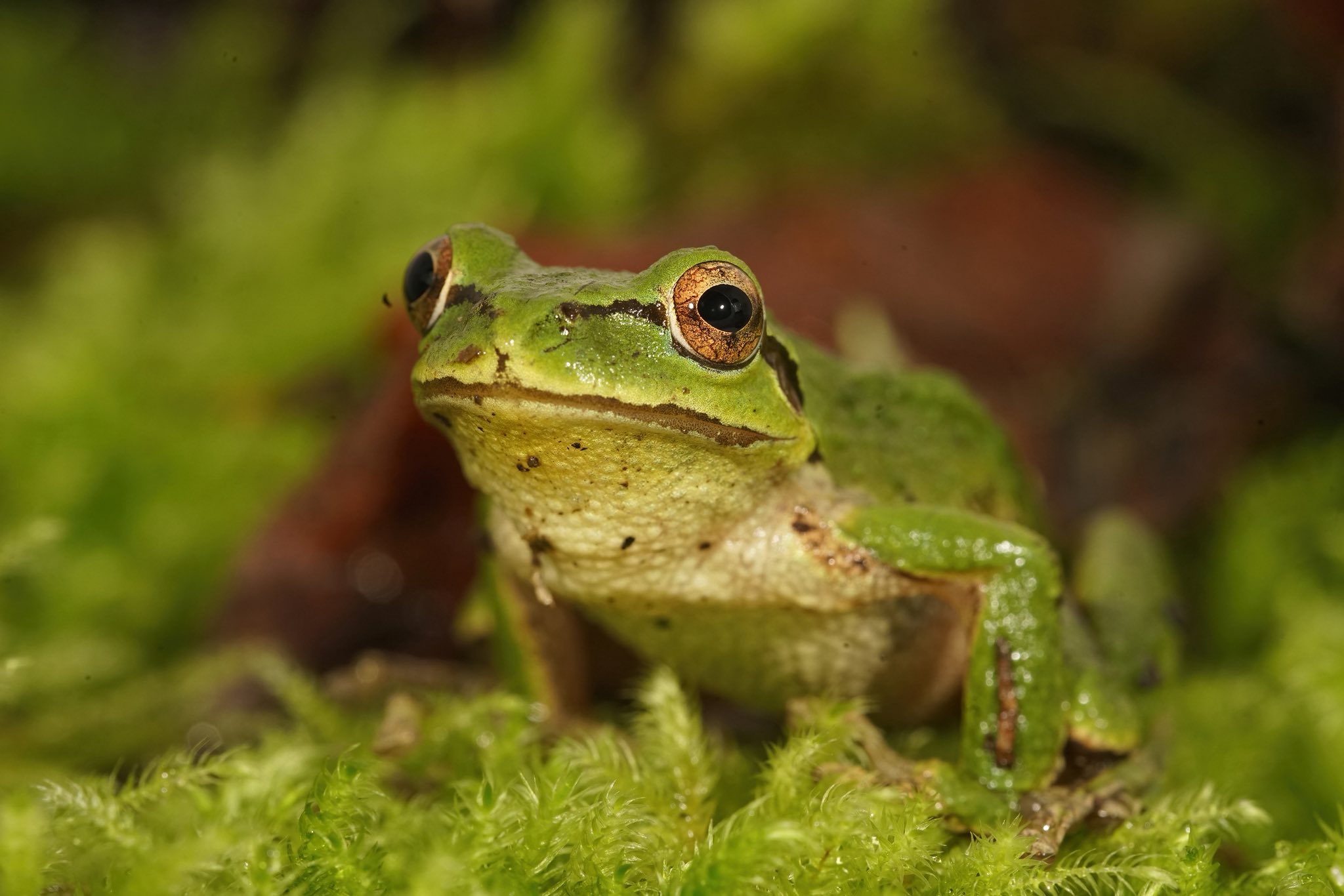 🐸 Frogs of Portland We’ve... - Oregon Wildlife Foundation | Facebook
