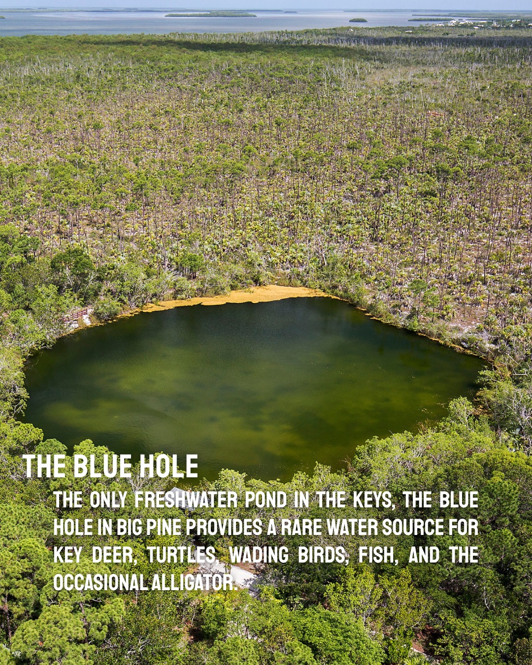 The Florida Keys & Key West... - The Florida Keys & Key West