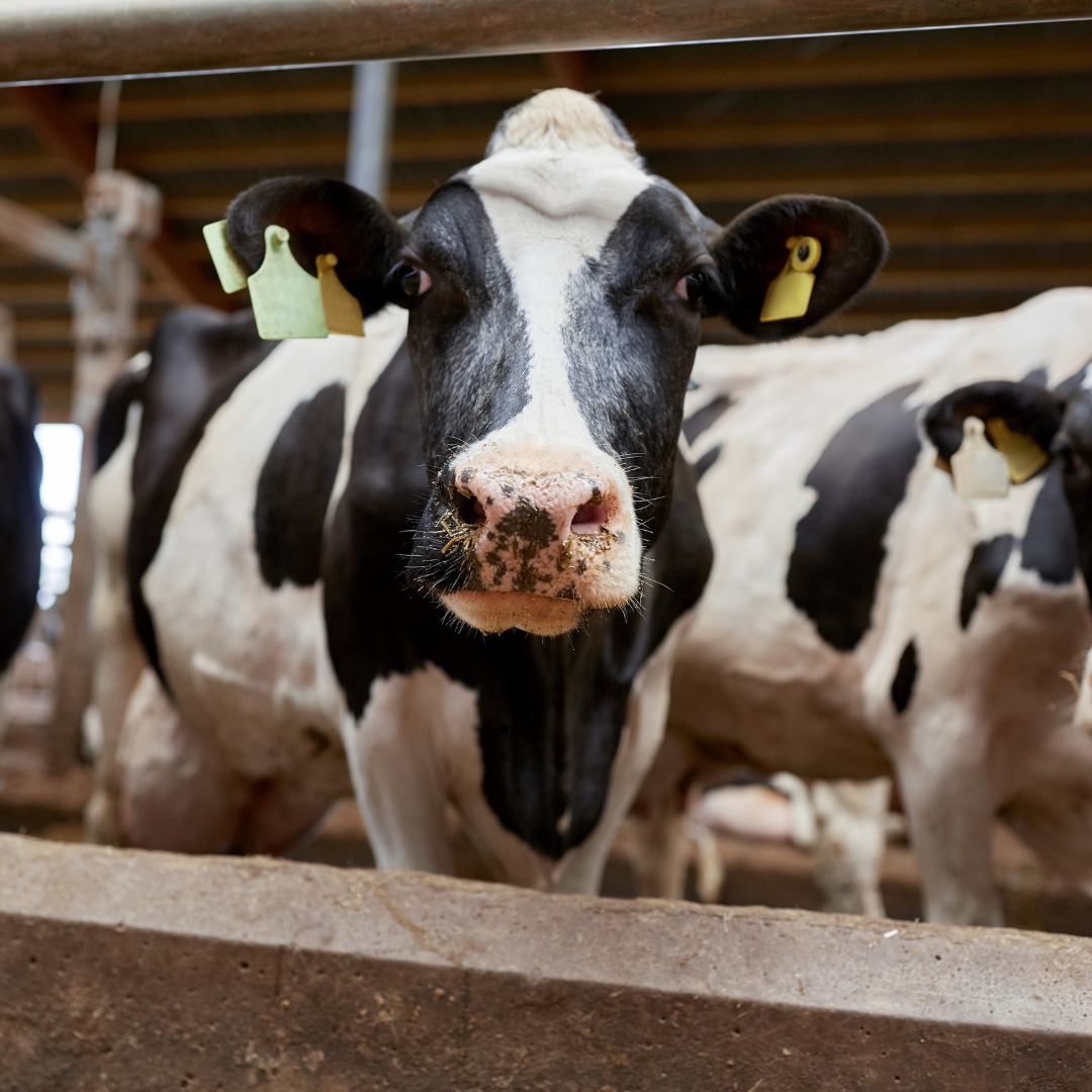 Farmland - Today, we celebrate our beloved bovine friends on National ...