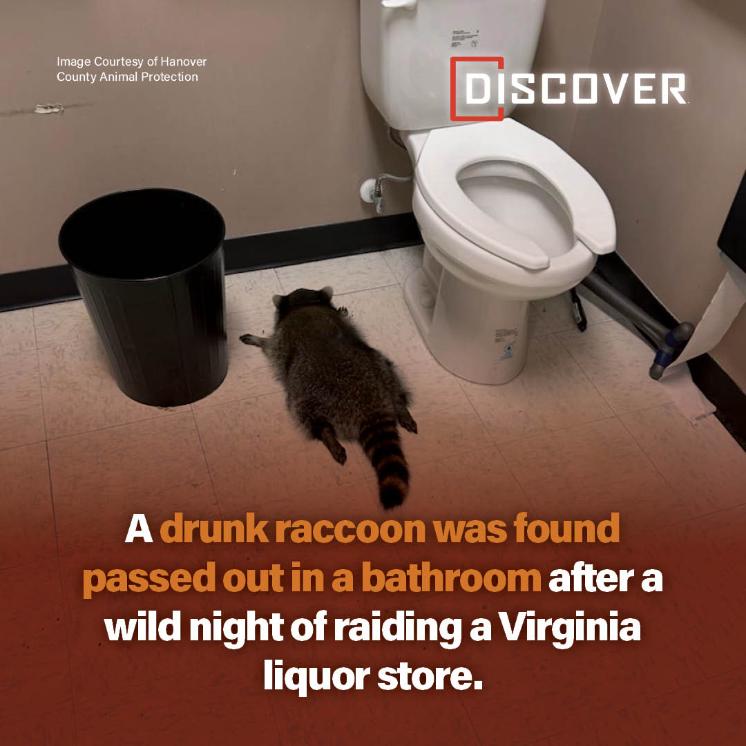 Discover - A raccoon in Virginia just lived out the ultimate “morning ...