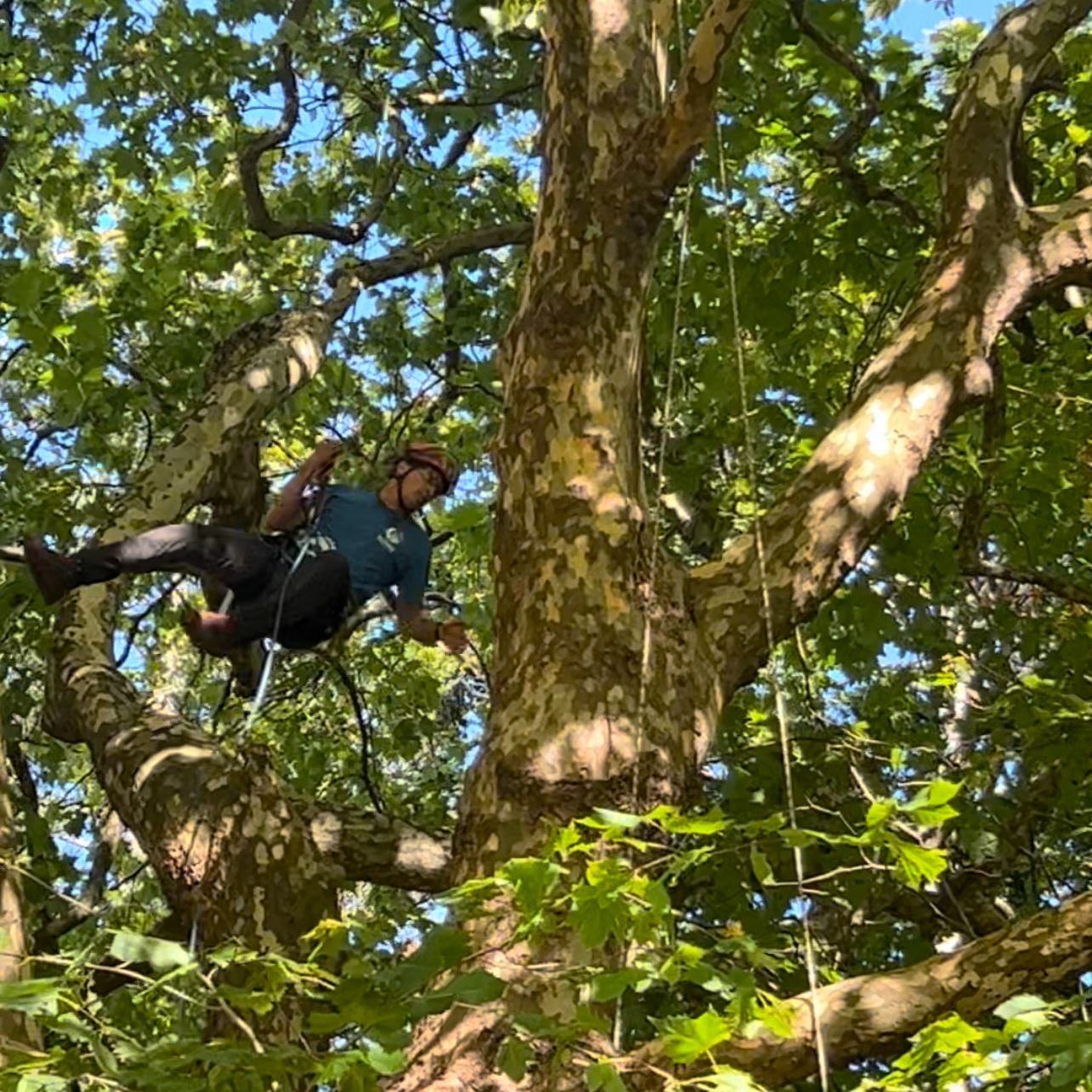 Waikato Tree Services | Te Awamutu