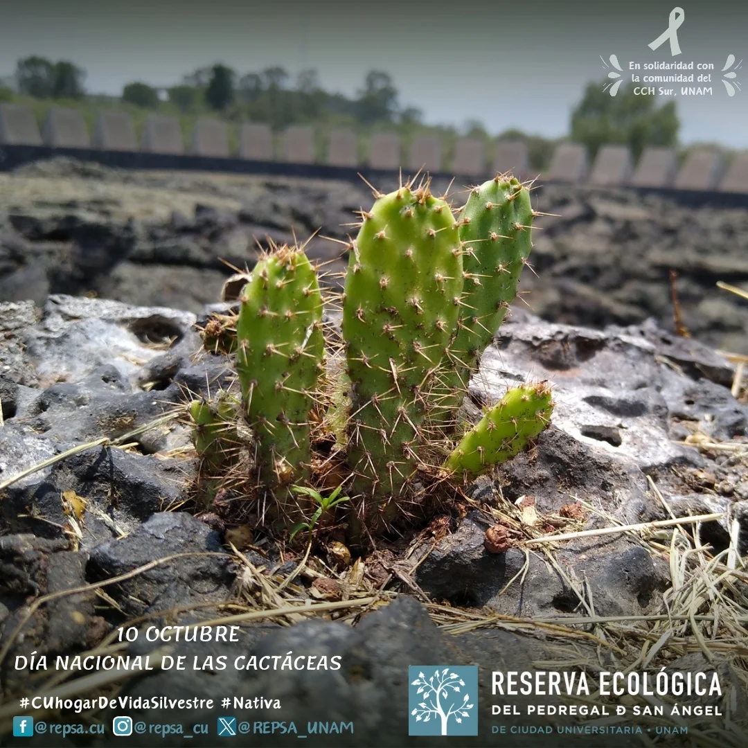 REPSA | Mexico City