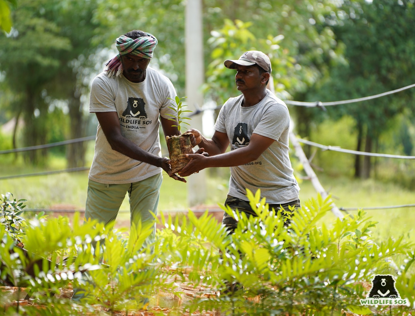 Wildlife SOS - Bringing life to Ramdurga! 🌱 This monsoon,... | Facebook