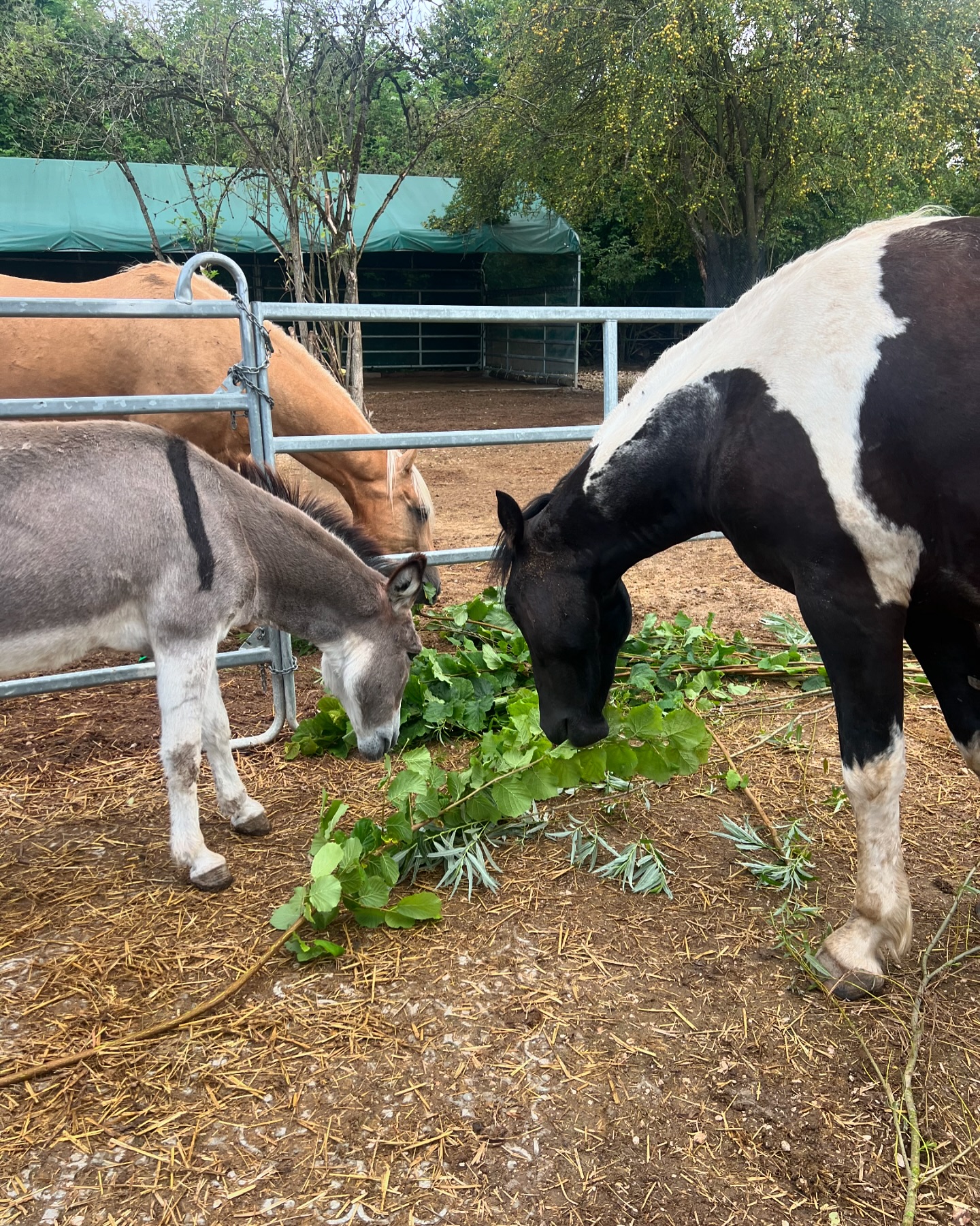 Little T Ranch | Ulm