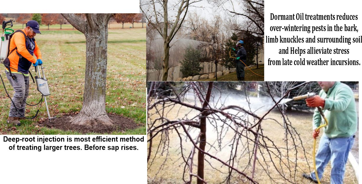 Lawns - Time to Help Your Trees/Shrubs! Systemic Deep root can feed and ...