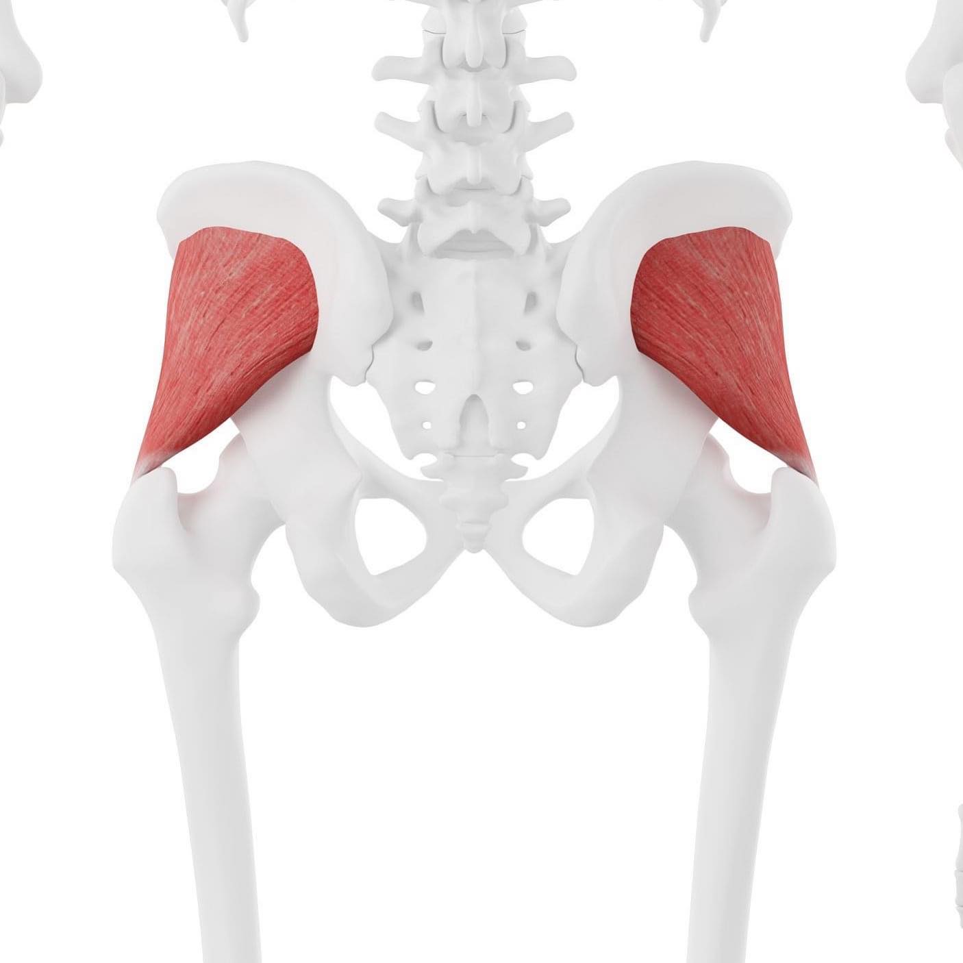 Anatomy-Pedia - ️ GLUTEUS MINIMUS⁣ ⁣⁣⁣⁣⁣⁣⁣⁣⁣⁣⁣⁣⁣⁣⁣ ORIGIN: External ...