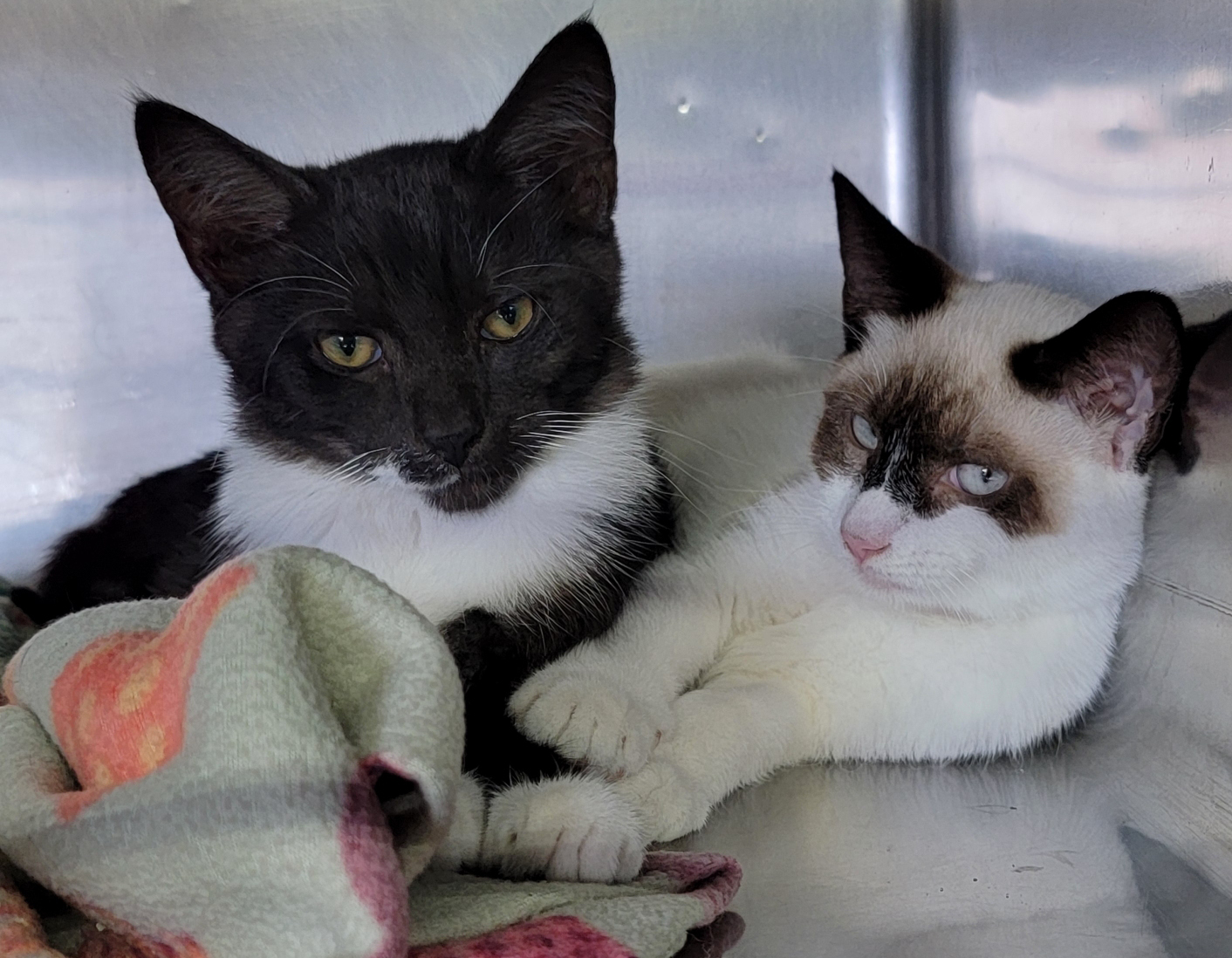 Humane - **NEUTERED/SPAYED (BONDED PAIR)** ... Hammy and RJ are an ...